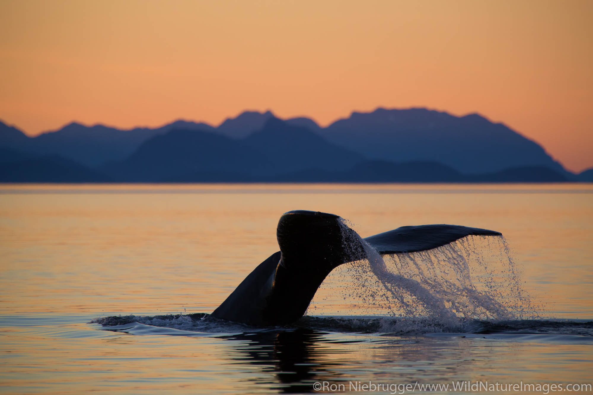 Humpback whale at sunset, Tongass National Forest, Alaska.