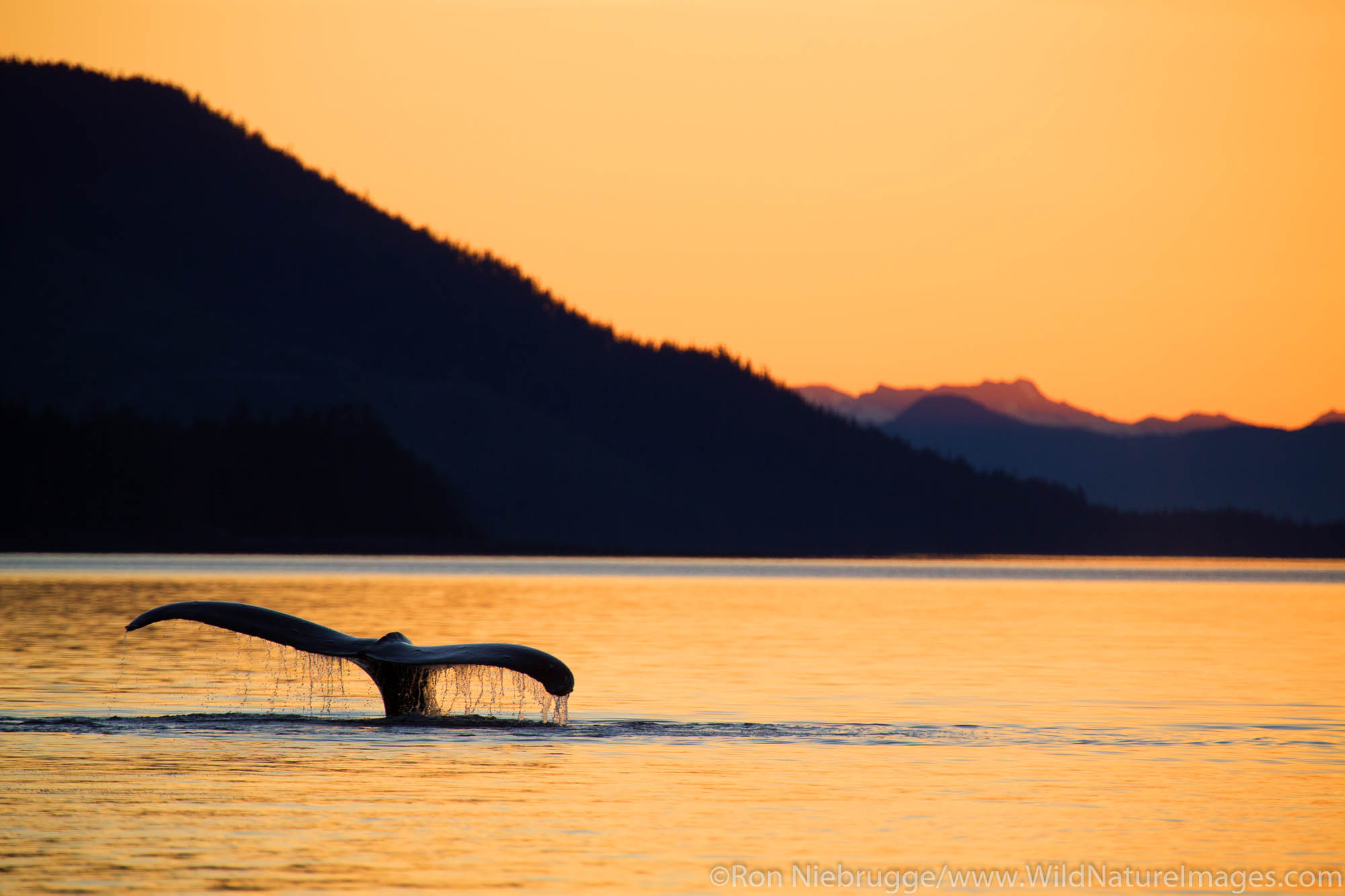 Humpback whale at sunset, Tongass National Forest, Alaska.