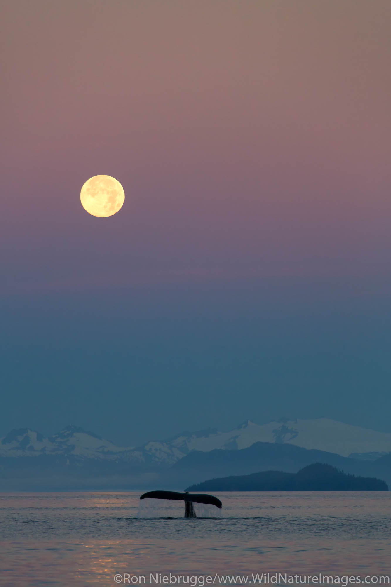 Humpback Whale at sunrise with full moon, Tongass National Forest, Alaska.