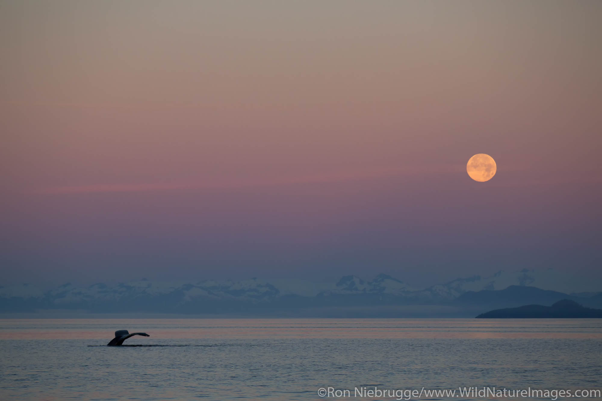 Humpback Whale at sunrise with full moon, Tongass National Forest, Alaska.