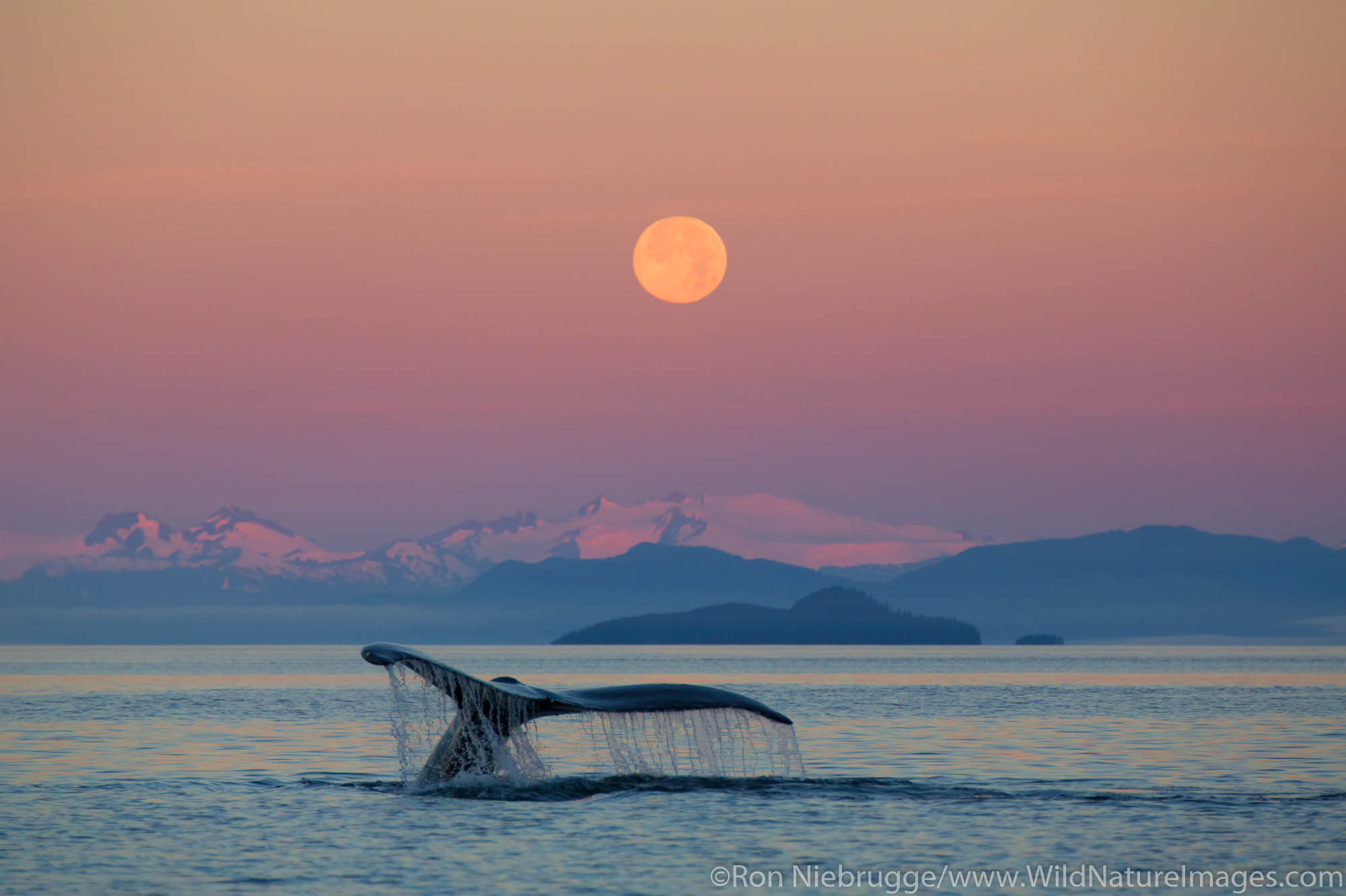 Humpback Whale at sunrise with full moon, Tongass National Forest, Alaska.