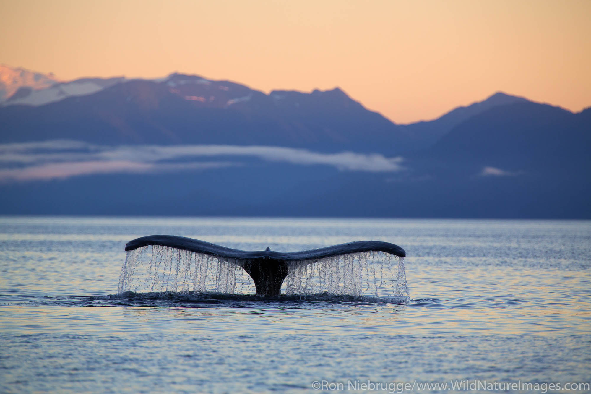 Humpback whale at sunrise, Tongass National Forest, Alaska.