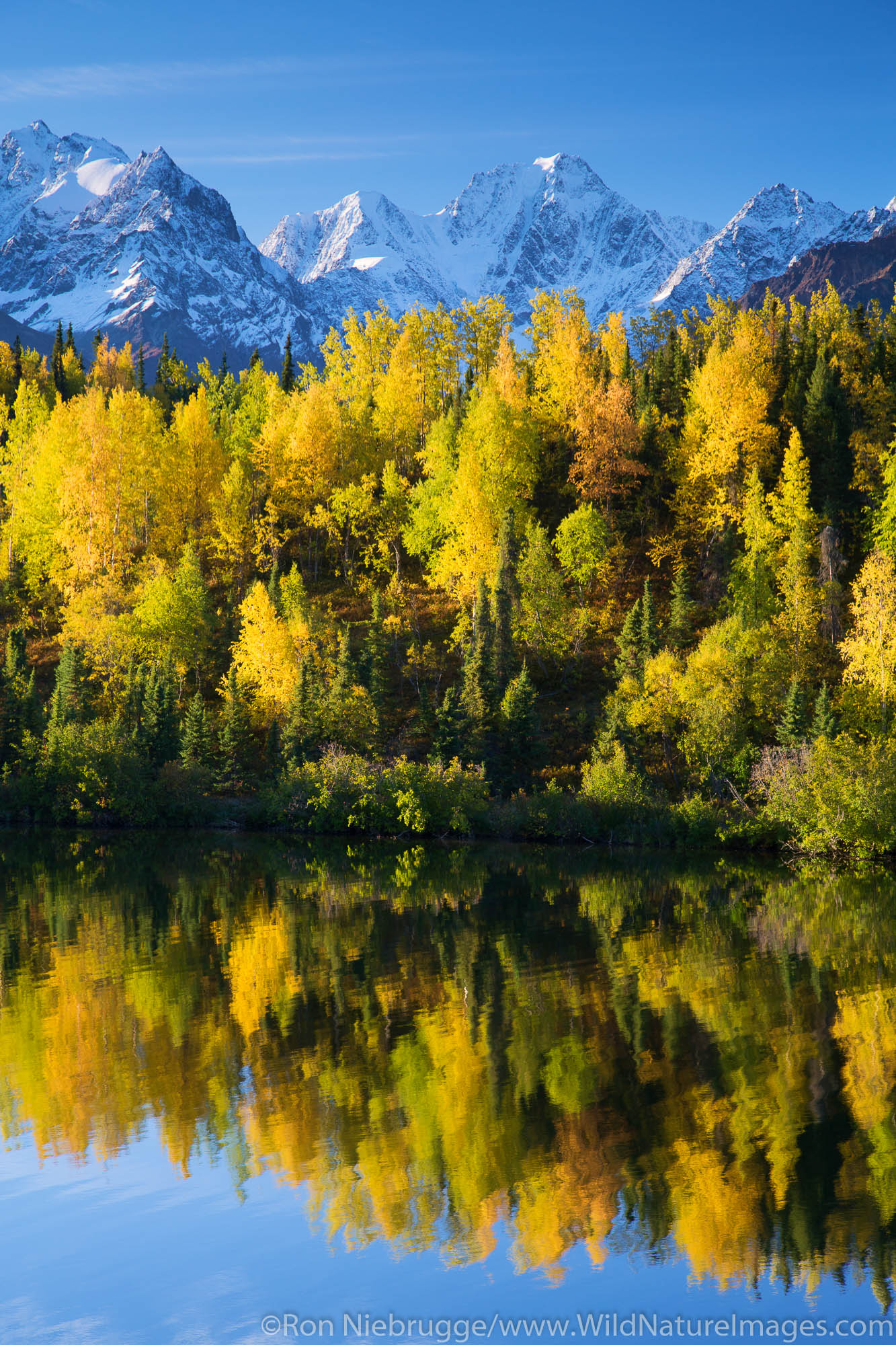 Autumn reflection, Matanuska River Valley, Alaska.