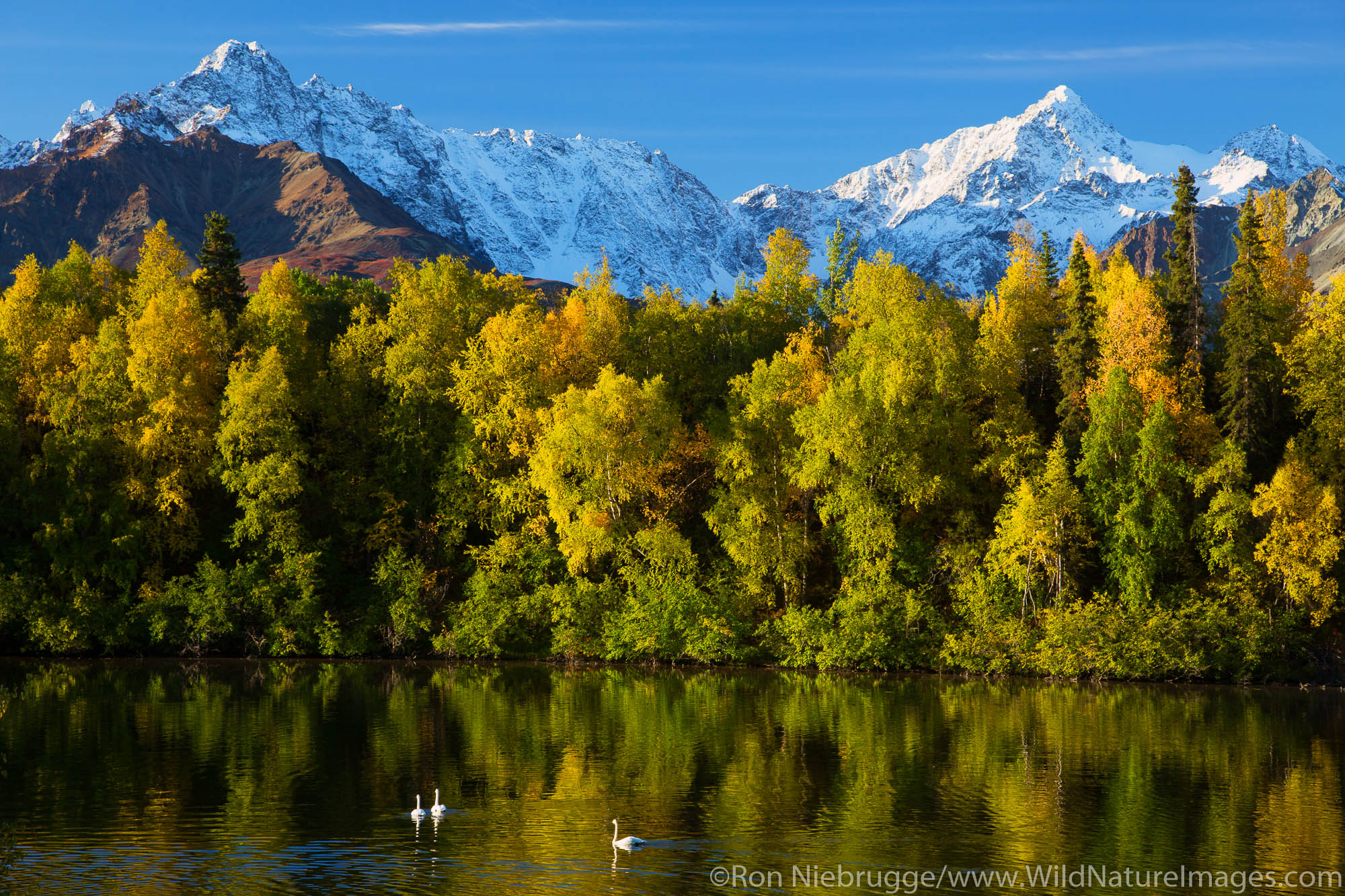 Swans stop for a rest on the fall migration south, Matanuska River Valley, Alaska.