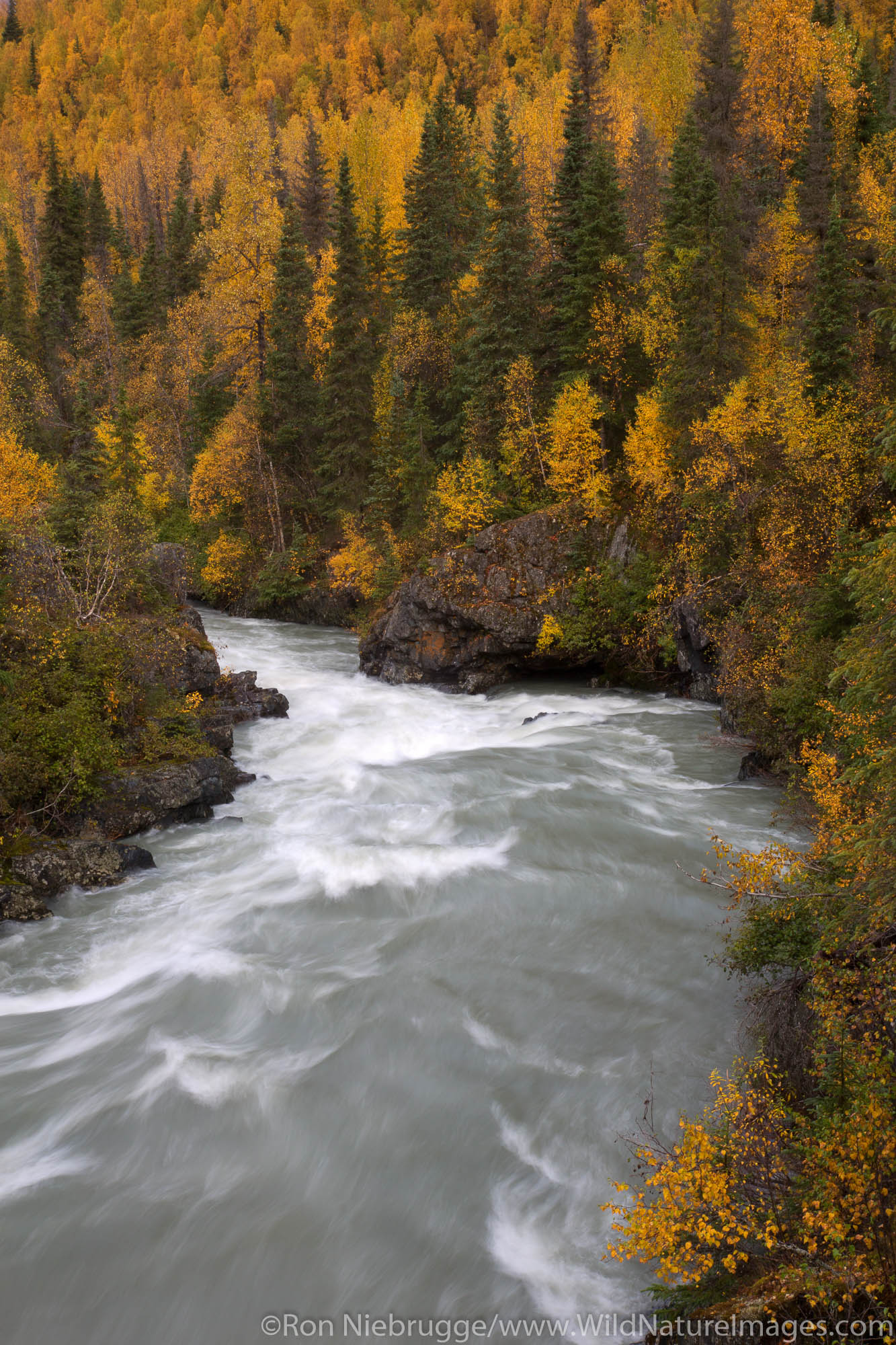 Autumn colors and Six Mile Creek, Chugach National Forest, Alaska.