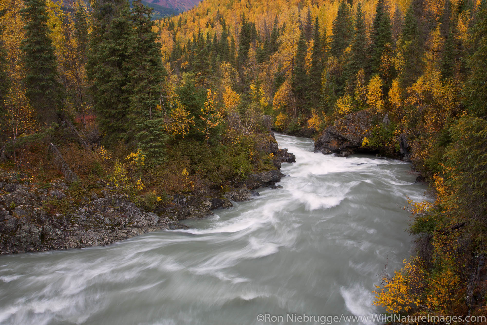 Autumn colors and Six Mile Creek, Chugach National Forest, Alaska.