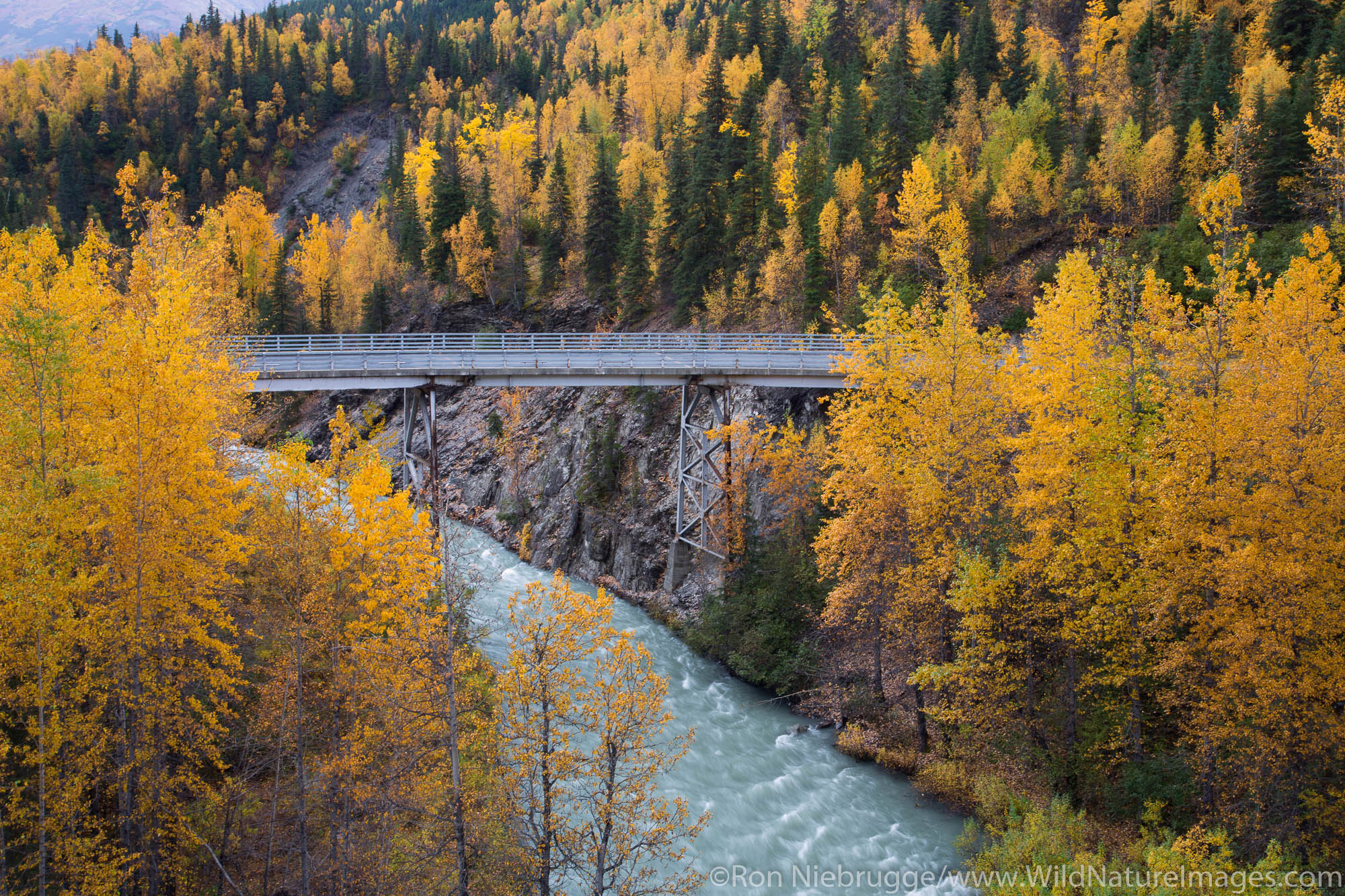 Autumn colors at Canyon Creek, Chugach National Forest, Alaska.