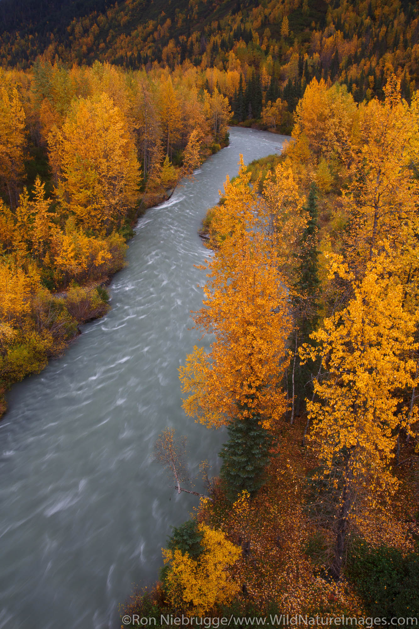 Autumn colors at Canyon Creek, Chugach National Forest, Alaska.