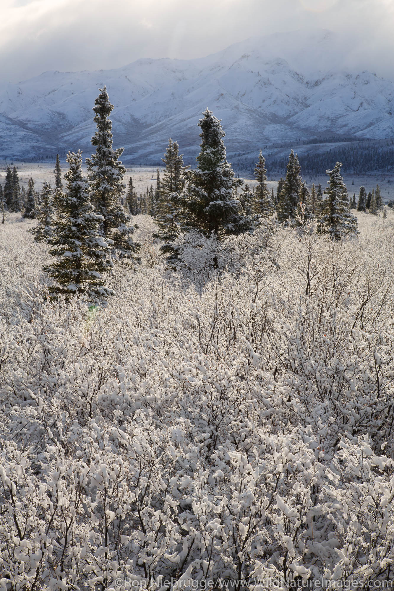 Winter in Denali National Park, Alaska.