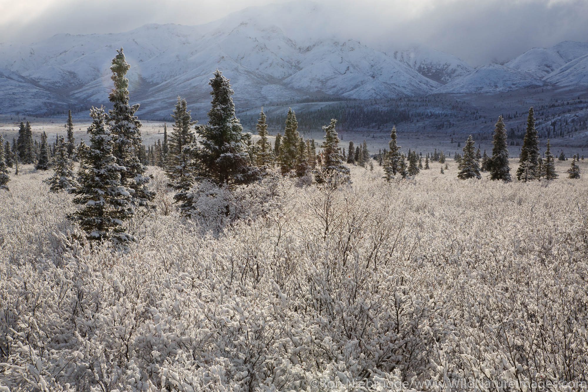 Winter in Denali National Park, Alaska.