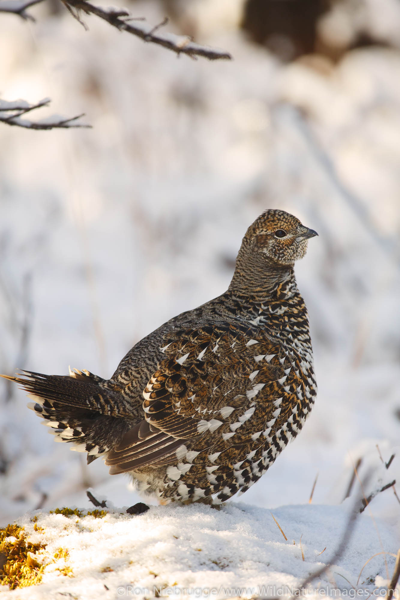 Female Spruce Grouse, Denali National Park, Alaska.