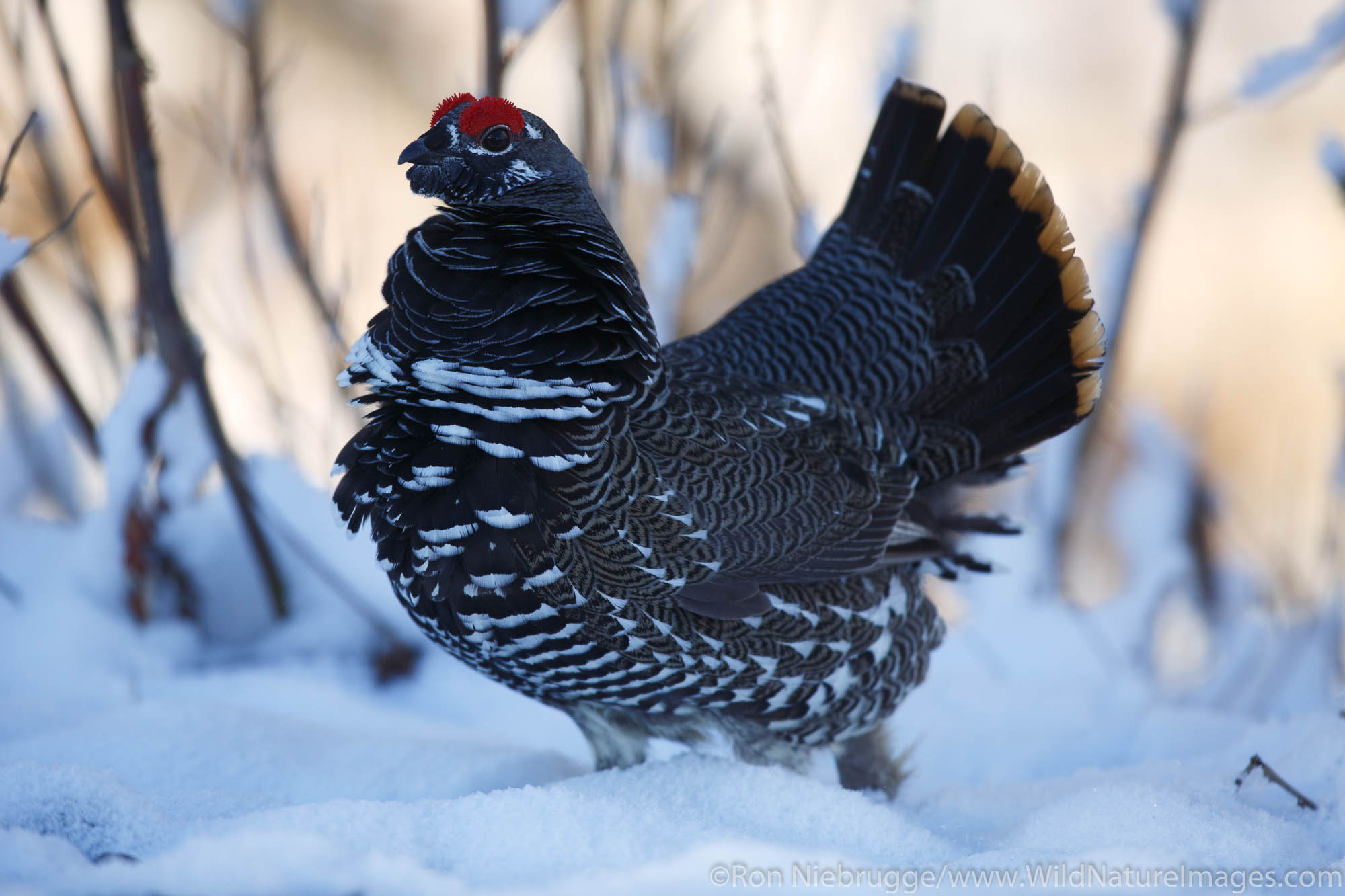 Male Spruce Grouse, Denali National Park, Alaska.