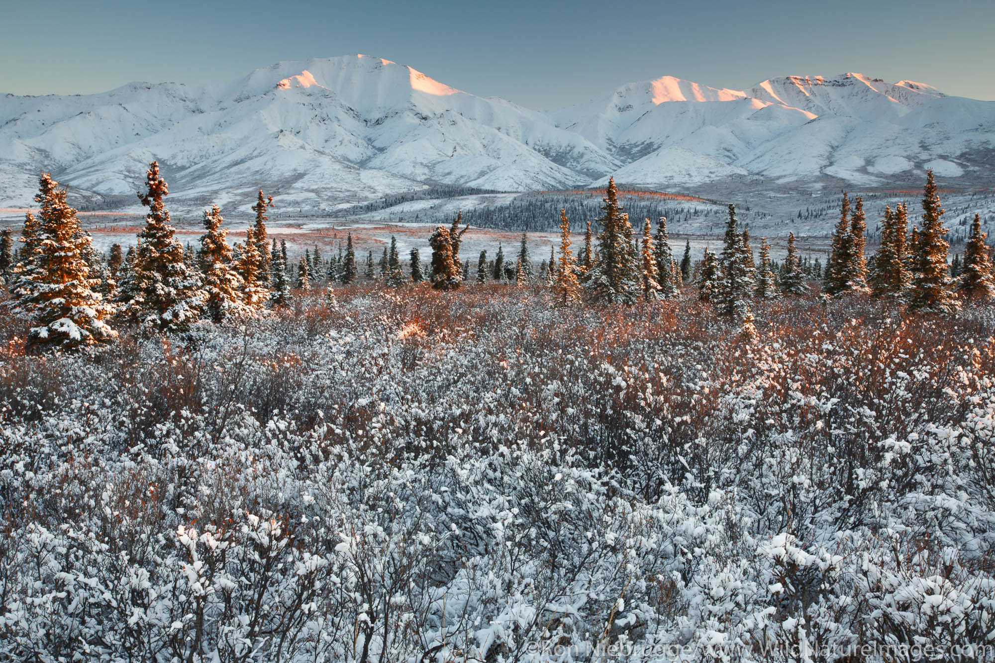 Winter in Denali National Park, Alaska.