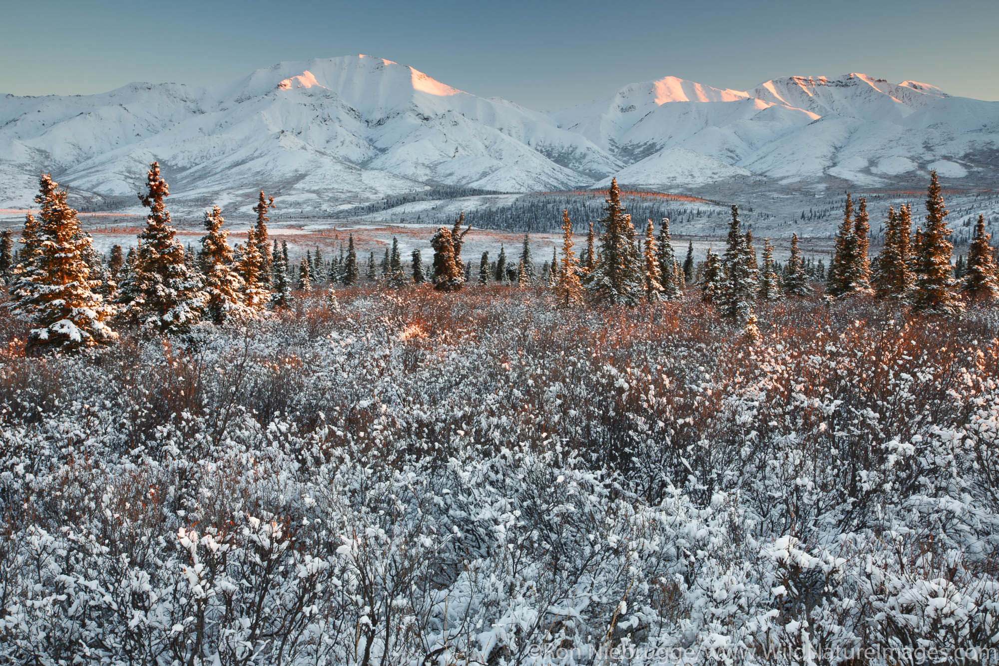 Winter in Denali National Park, Alaska.