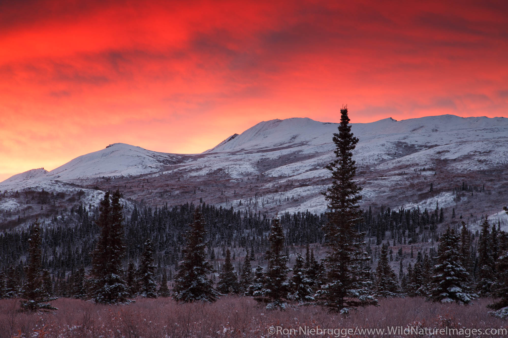 Sunrise over Denali National Park, Alaska.