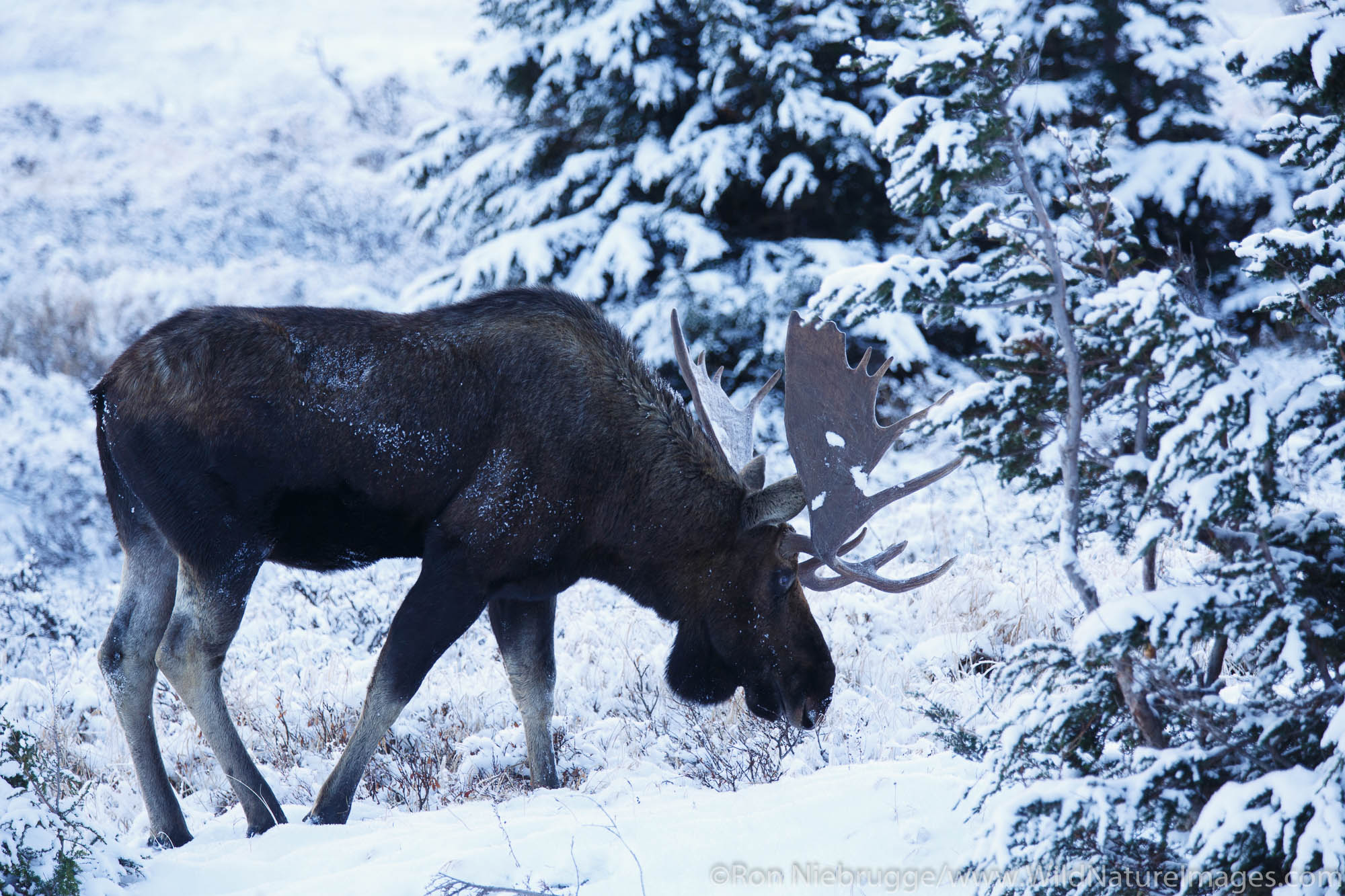 Moose in Chugach State Park, near Anchorage, Alaska.