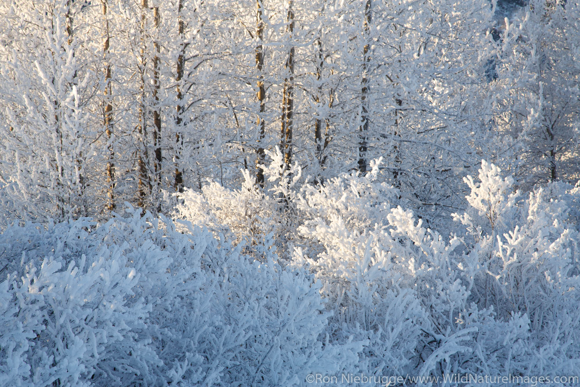 Winter in the Chugach National Forest, Alaska.