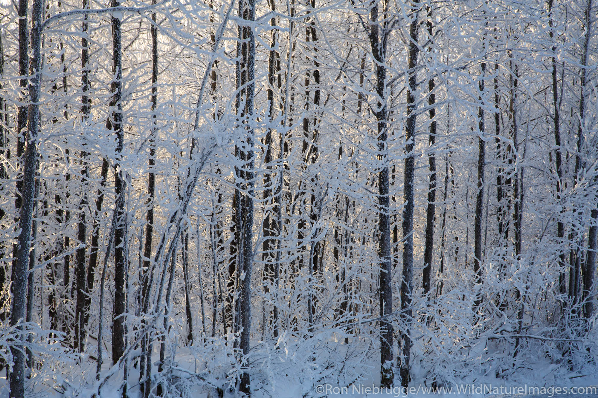 Winter in the Chugach National Forest, Alaska.