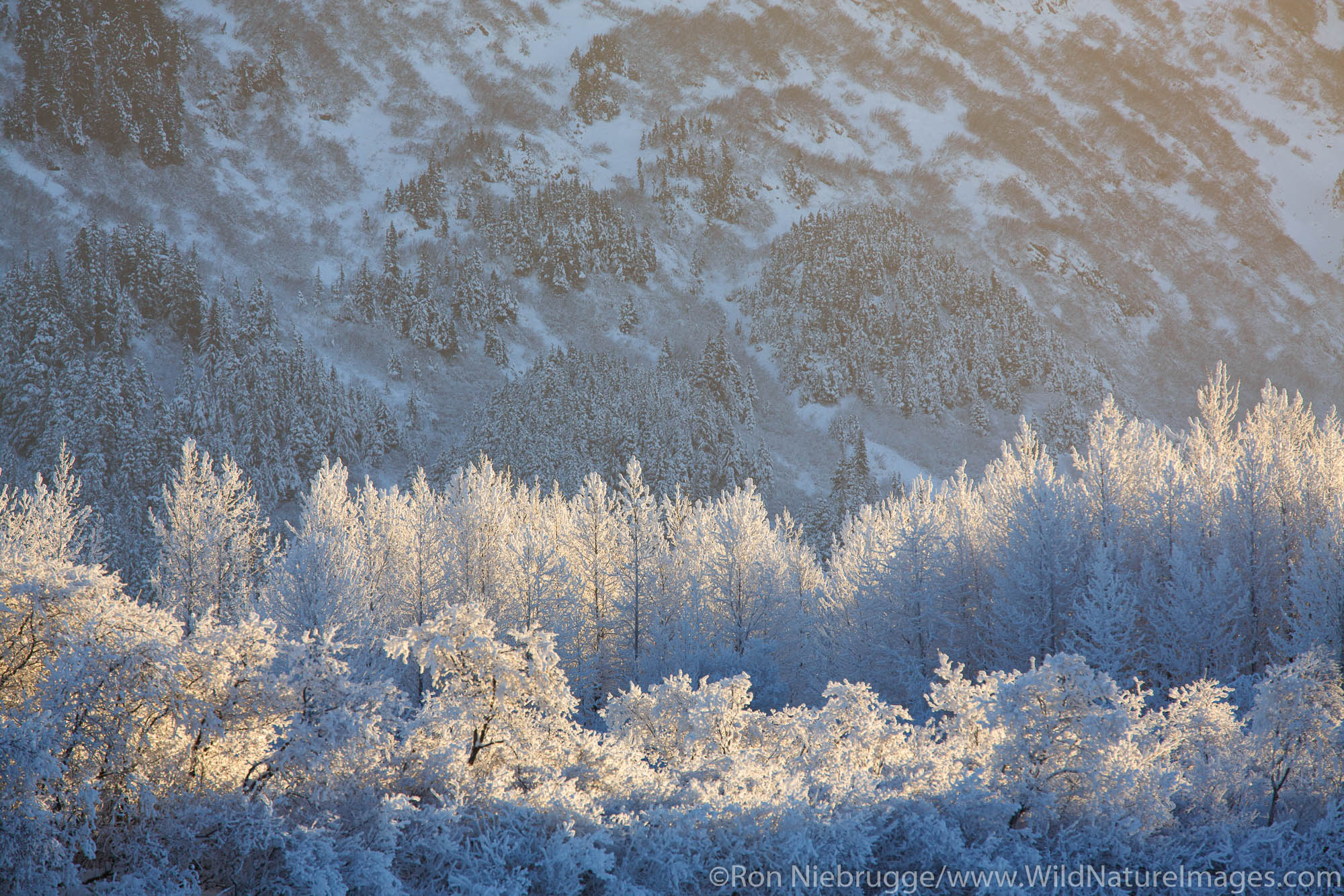 Winter in the Chugach National Forest, Alaska.