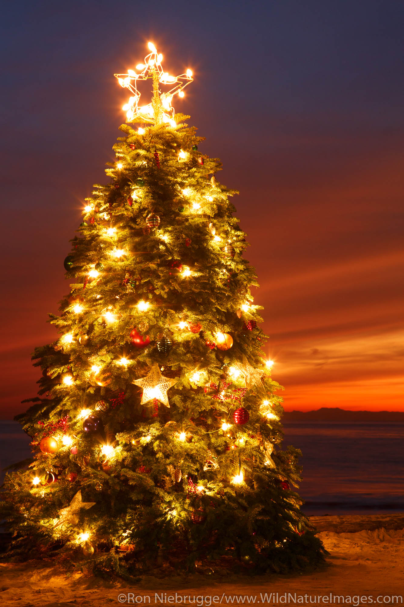 Christmas Tree at the Crystal Cove Beach Cottages, Crystal Cove State Park, Newport Beach, Orange County, California.