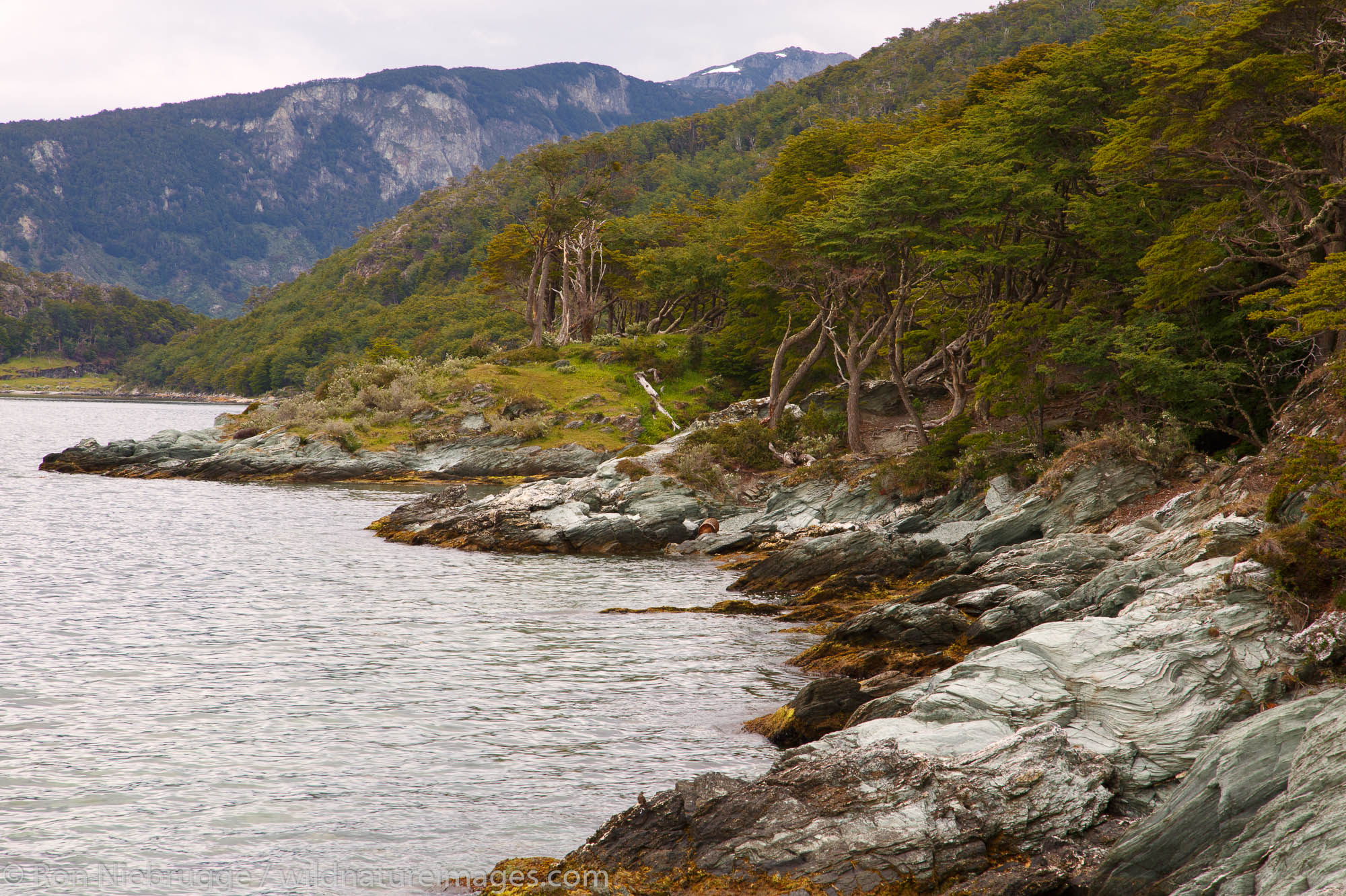 Coastal Trail, Tierra del Fuego National Park, Ushuaia, Argentina.