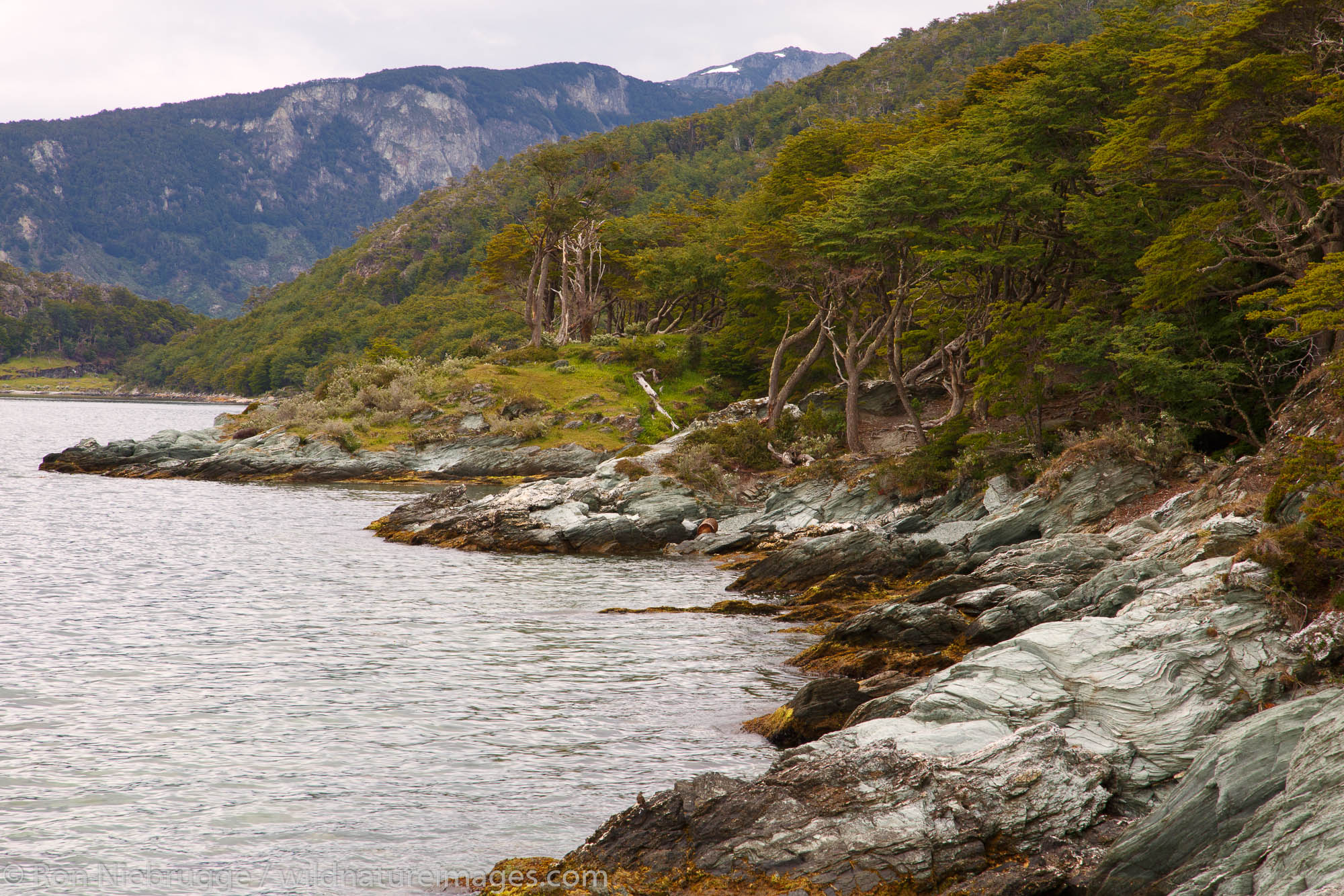 Coastal Trail, Tierra del Fuego National Park, Ushuaia, Argentina.