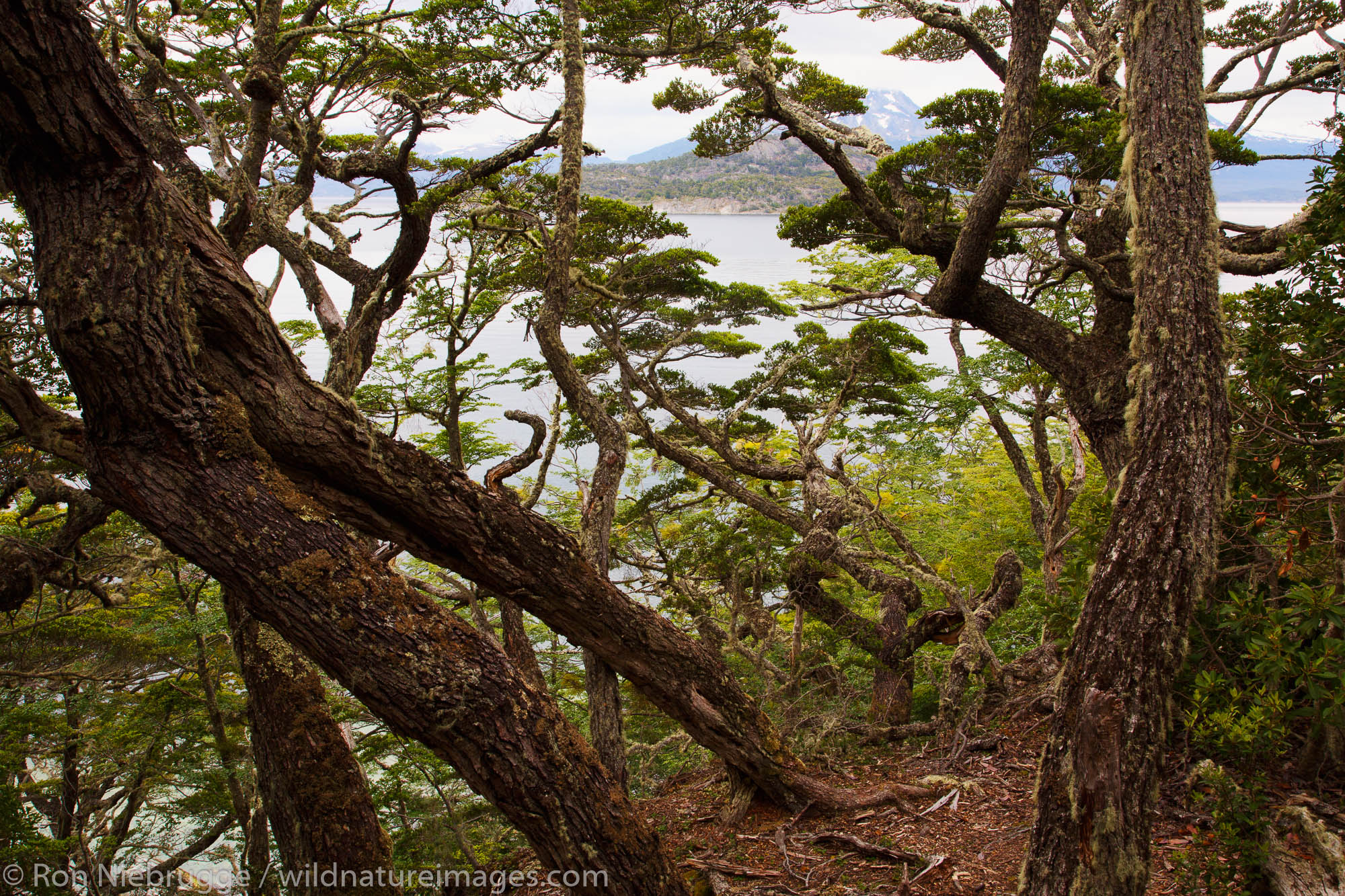 Coastal Trail, Tierra del Fuego National Park, Ushuaia, Argentina.