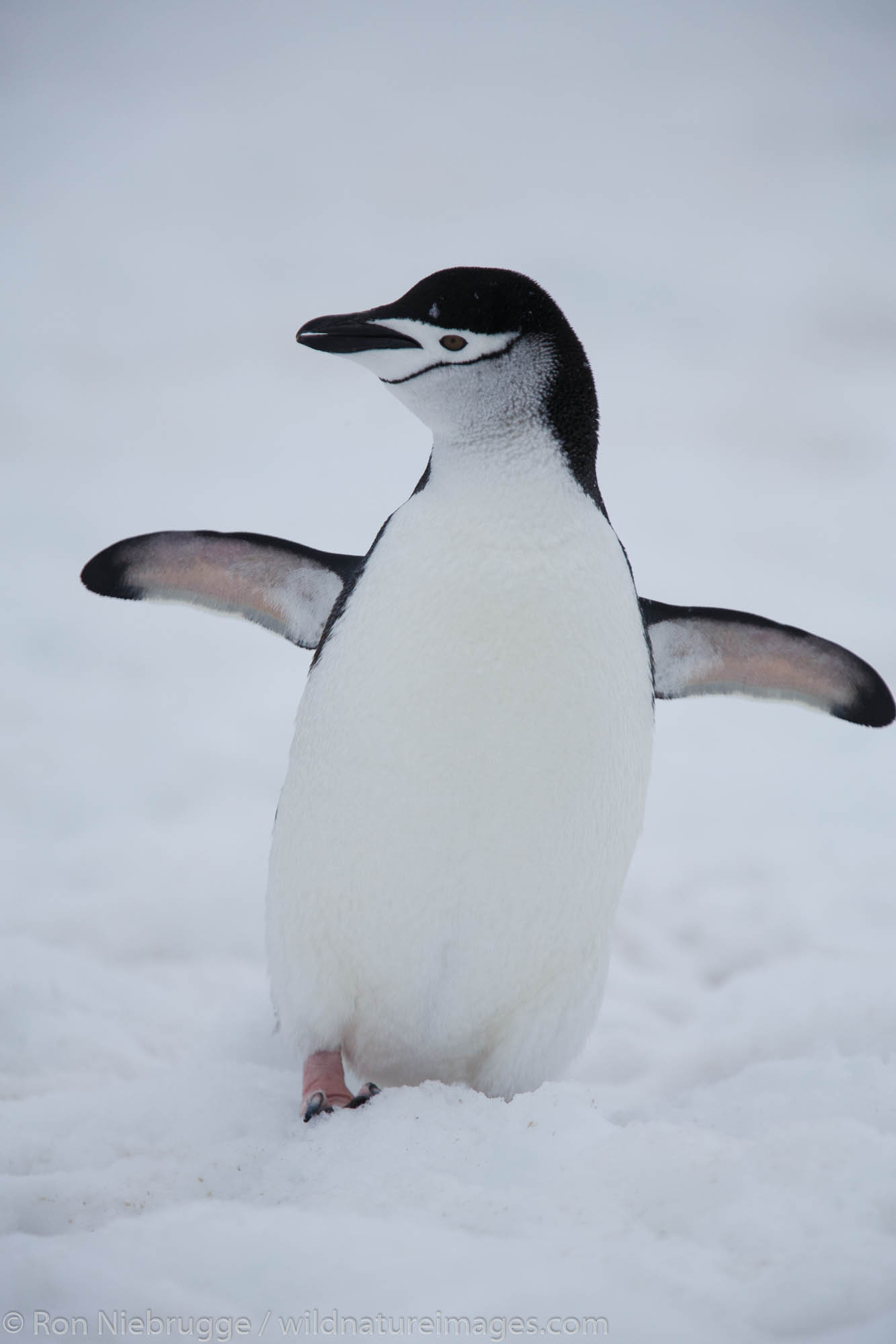 Chinstrap Penguin (Pygoscelis antarcticus) Half Moon Island, Antarctica.