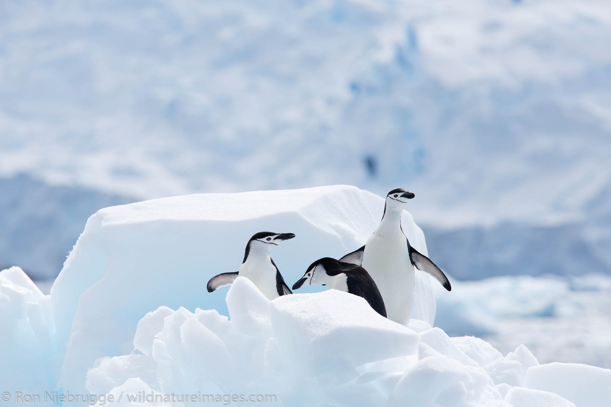 Cierva Cove, Antarctica Photos by Ron Niebrugge