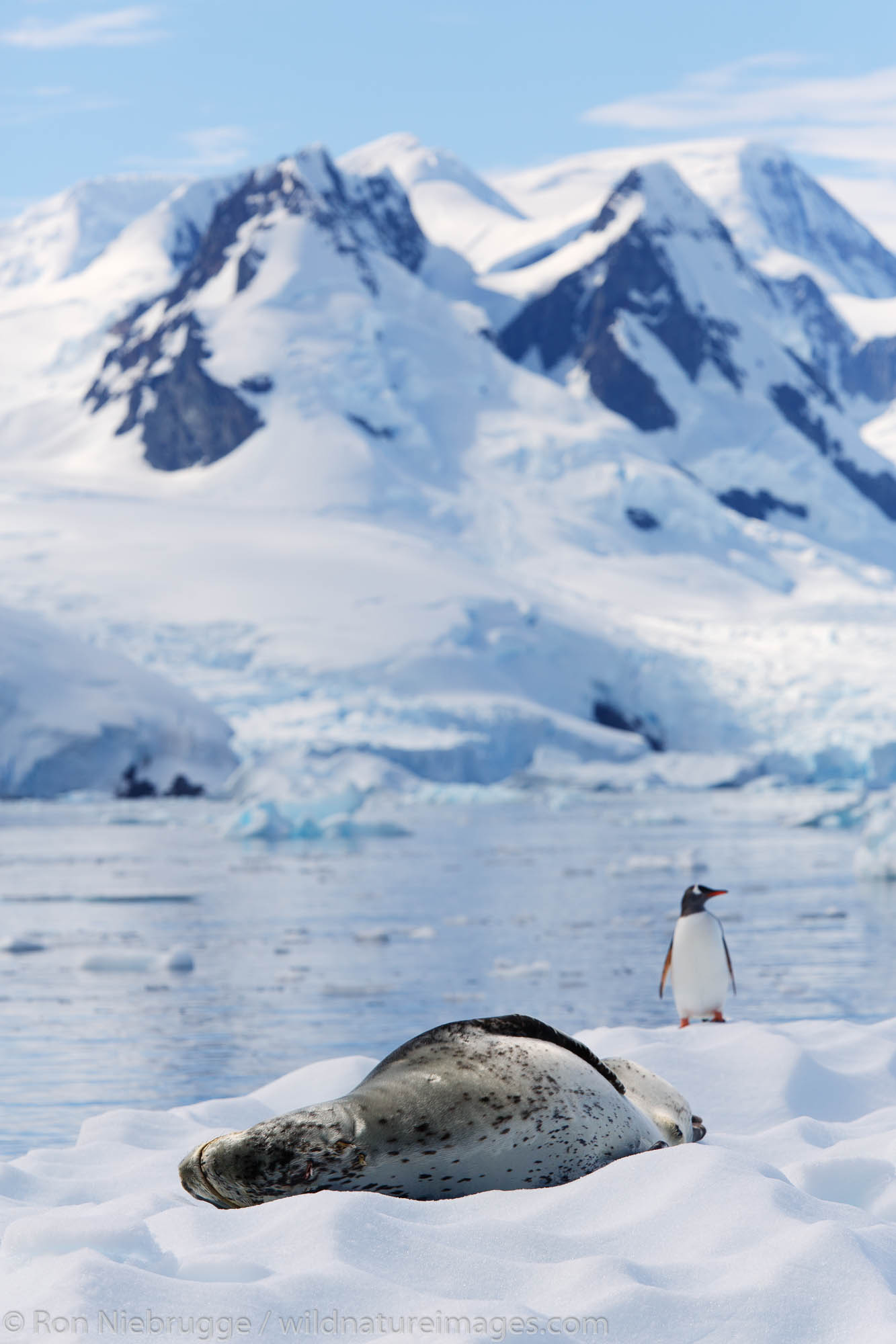 Leopard seal (Hydrurga leptonyx) and a Gentoo penguin, Cierva Cove Antarctica.