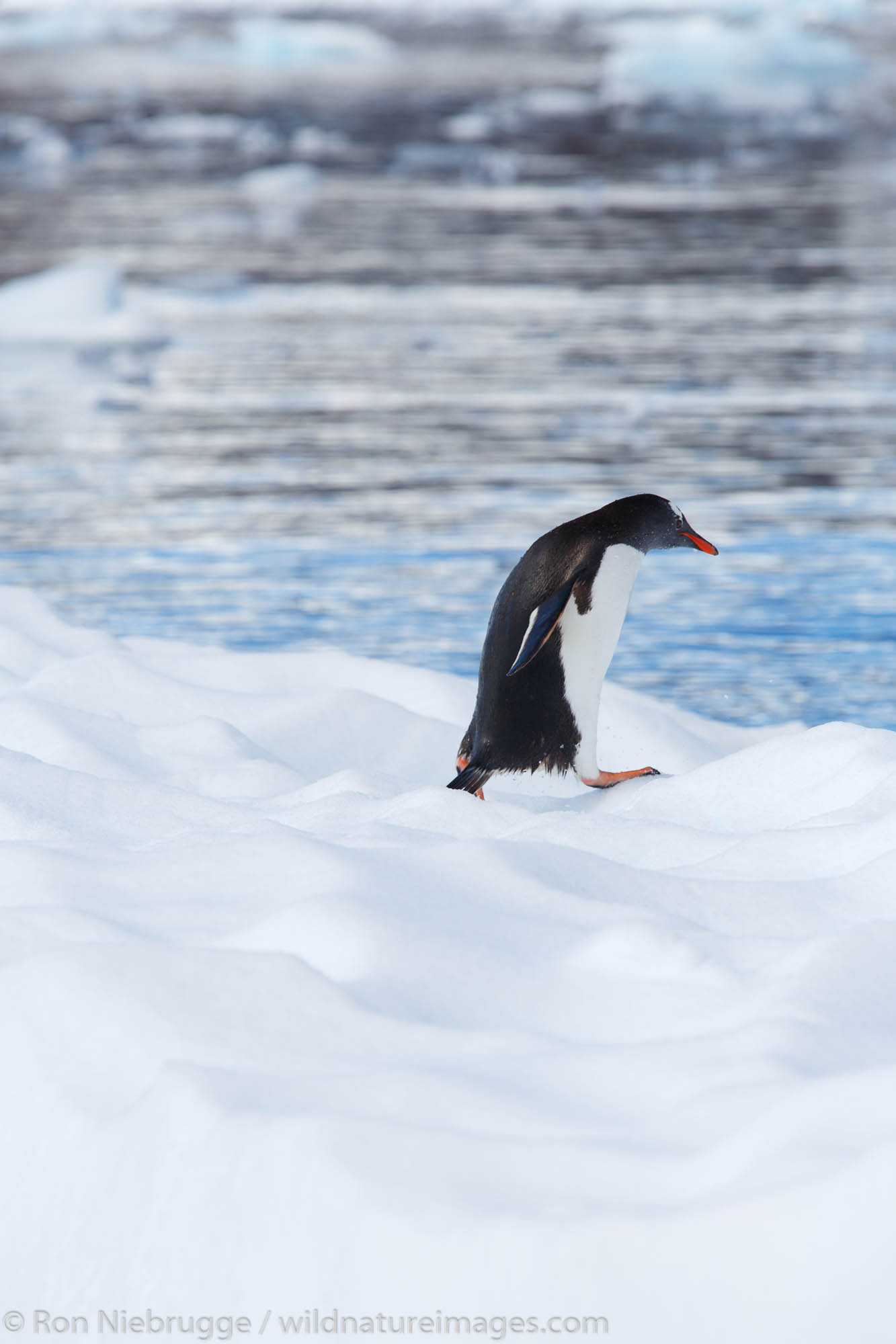 Gentoo Penguin (Pygoscelis papua) Cierva Cove, Antarctica.