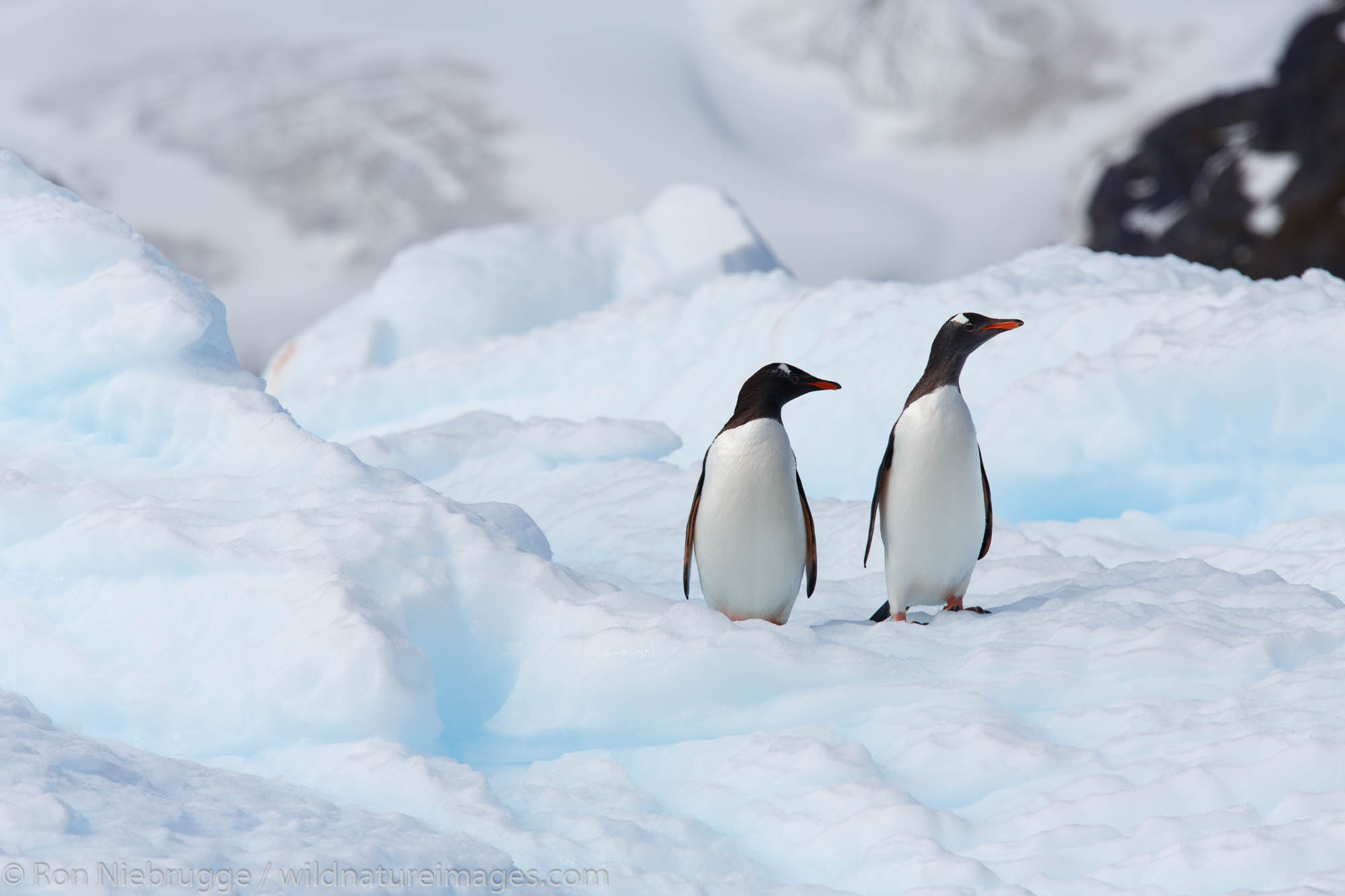 Gentoo Penguin, Cierva Cove, Antarctica.