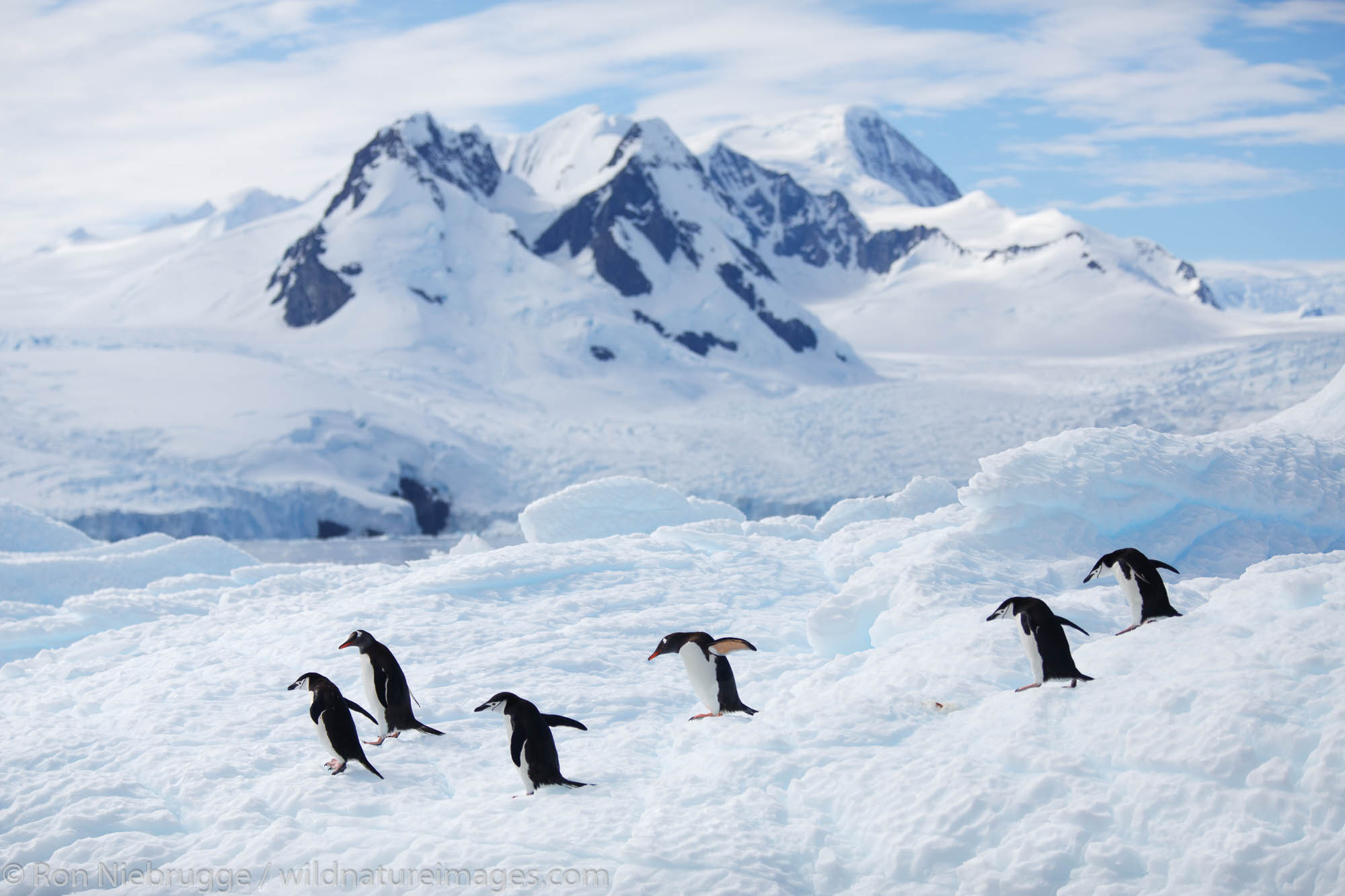 Chinstrap Penguin (Pygoscelis antarcticus) and Gentoo Penguins (Pygoscelis papua) Cierva Cove, Antarctica.
