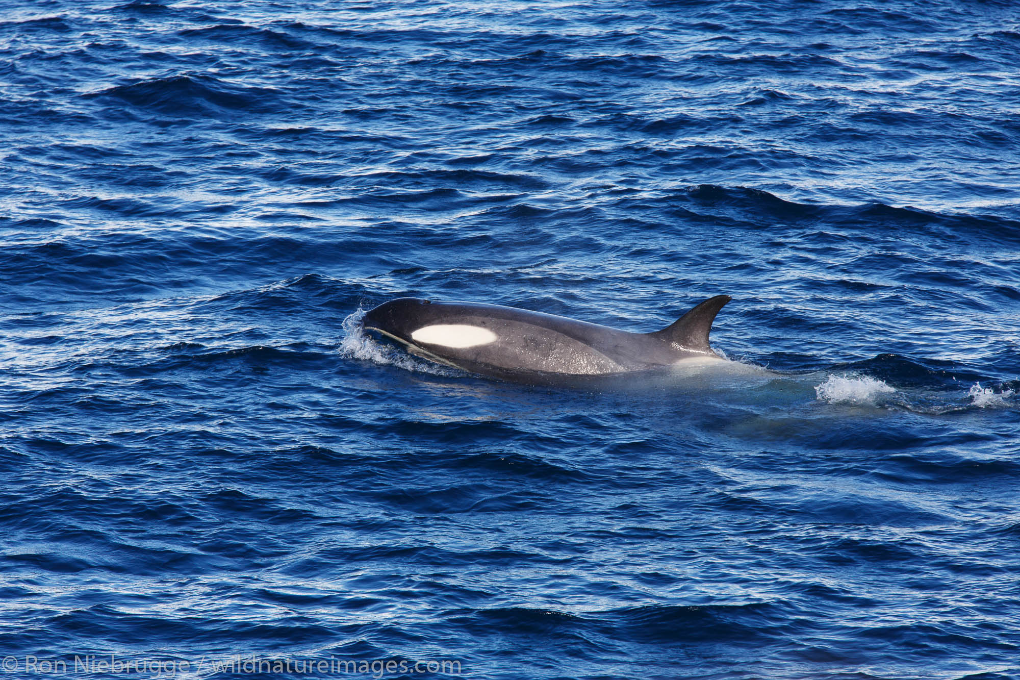 Type B Killer Whale, Gerlache Strait, Antarctica.
