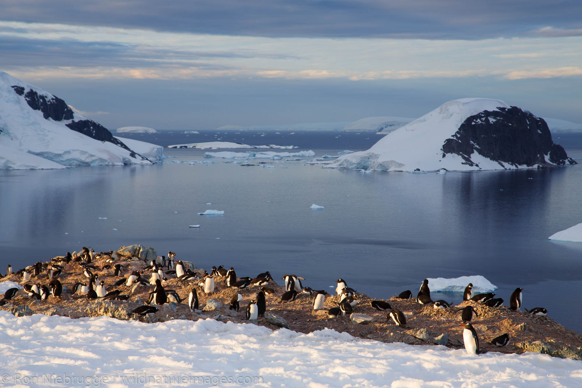 Gentoo Penguin (Pygoscelis papua) colony on Danco Island, Antarctica.