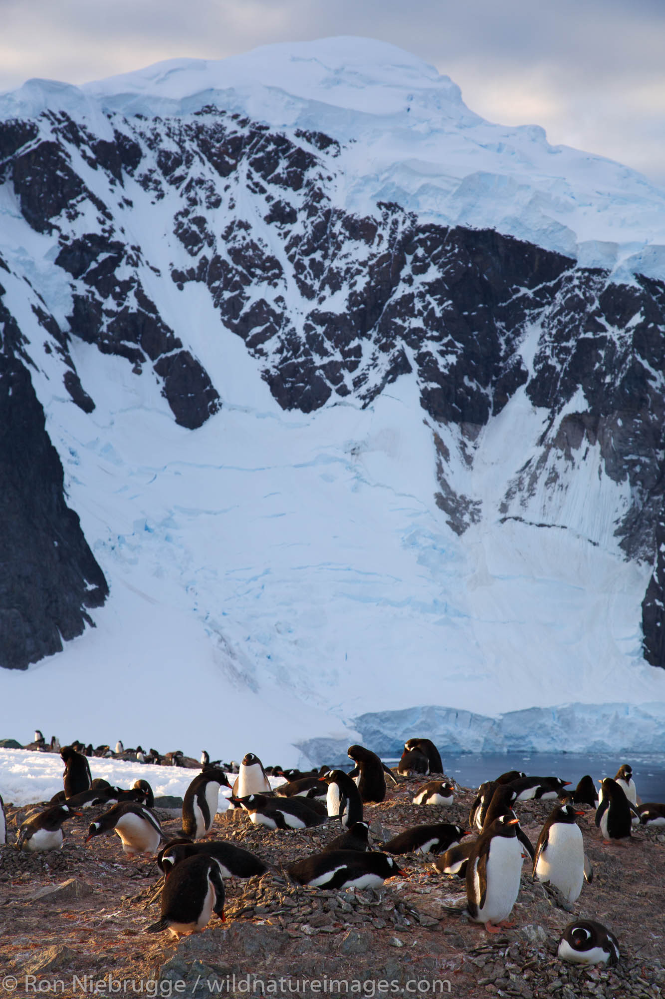 Gentoo Penguin (Pygoscelis papua) colony on Danco Island, Antarctica.