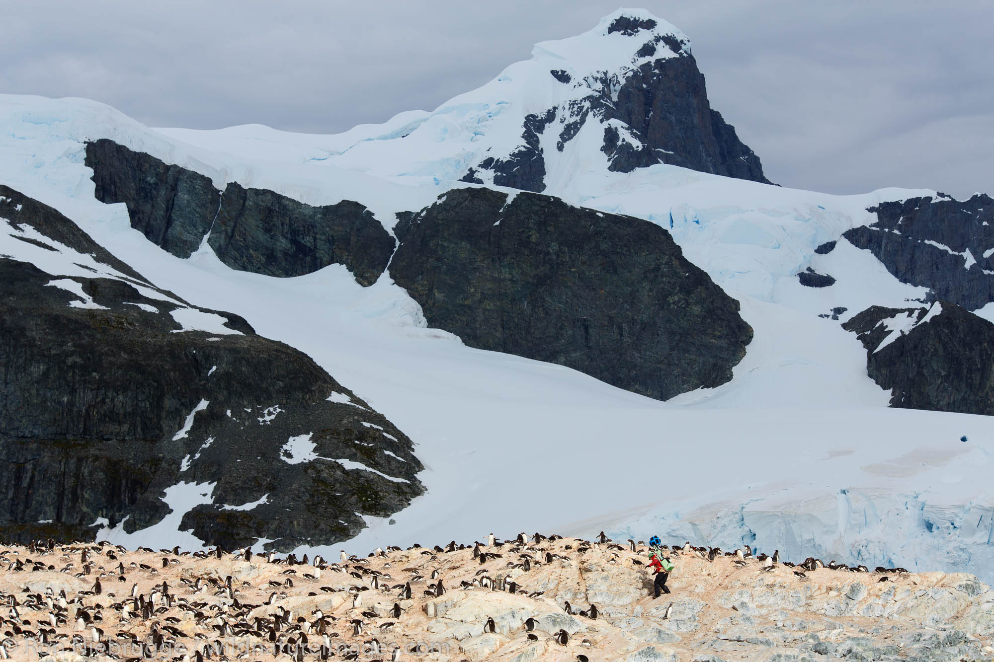 A Gentoo Penguin colony (Pygoscelis papua) on Cuverville Island, Antarctica.