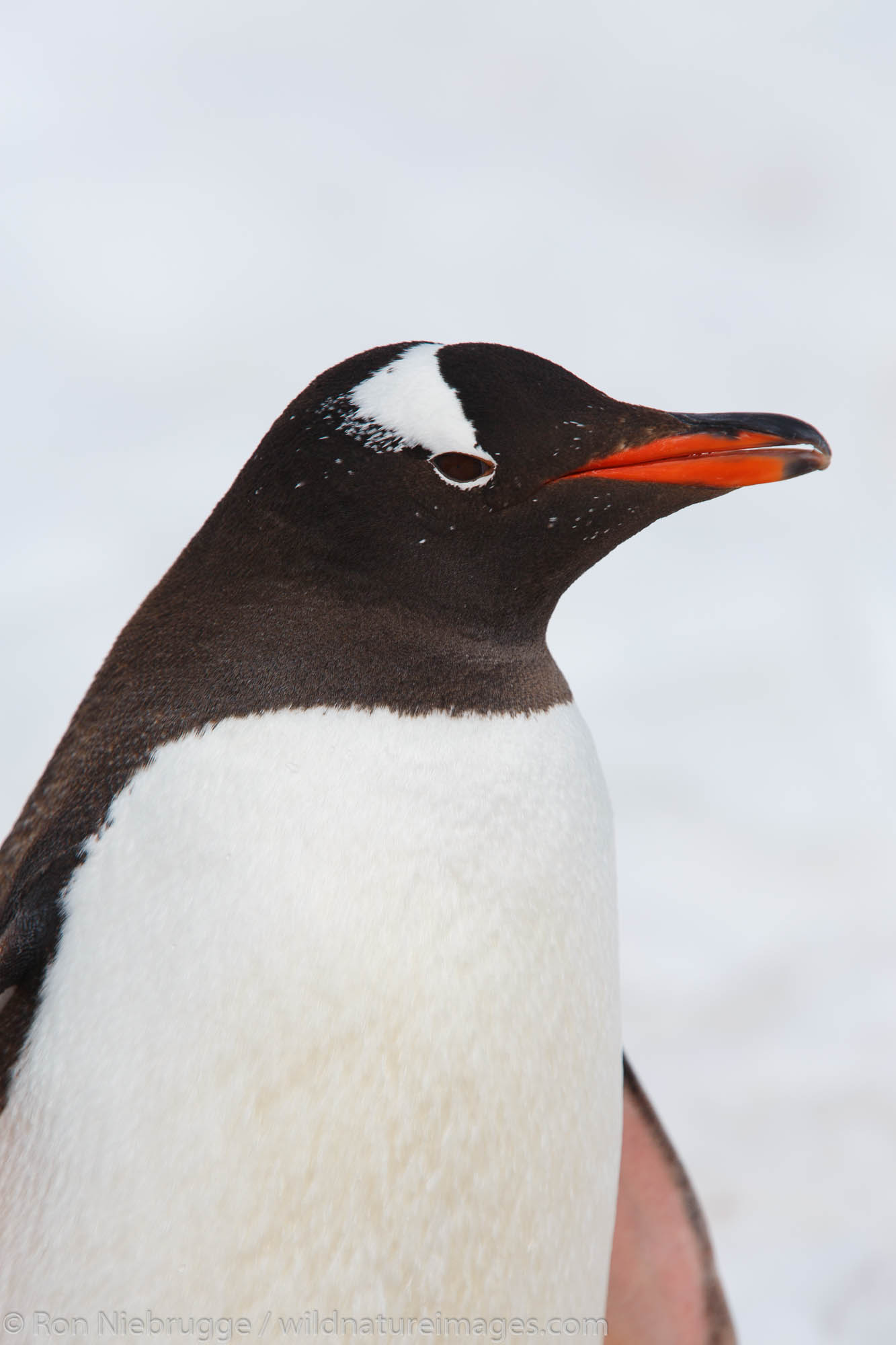 A Gentoo Penguin (Pygoscelis papua) on Cuverville Island, Antarctica.