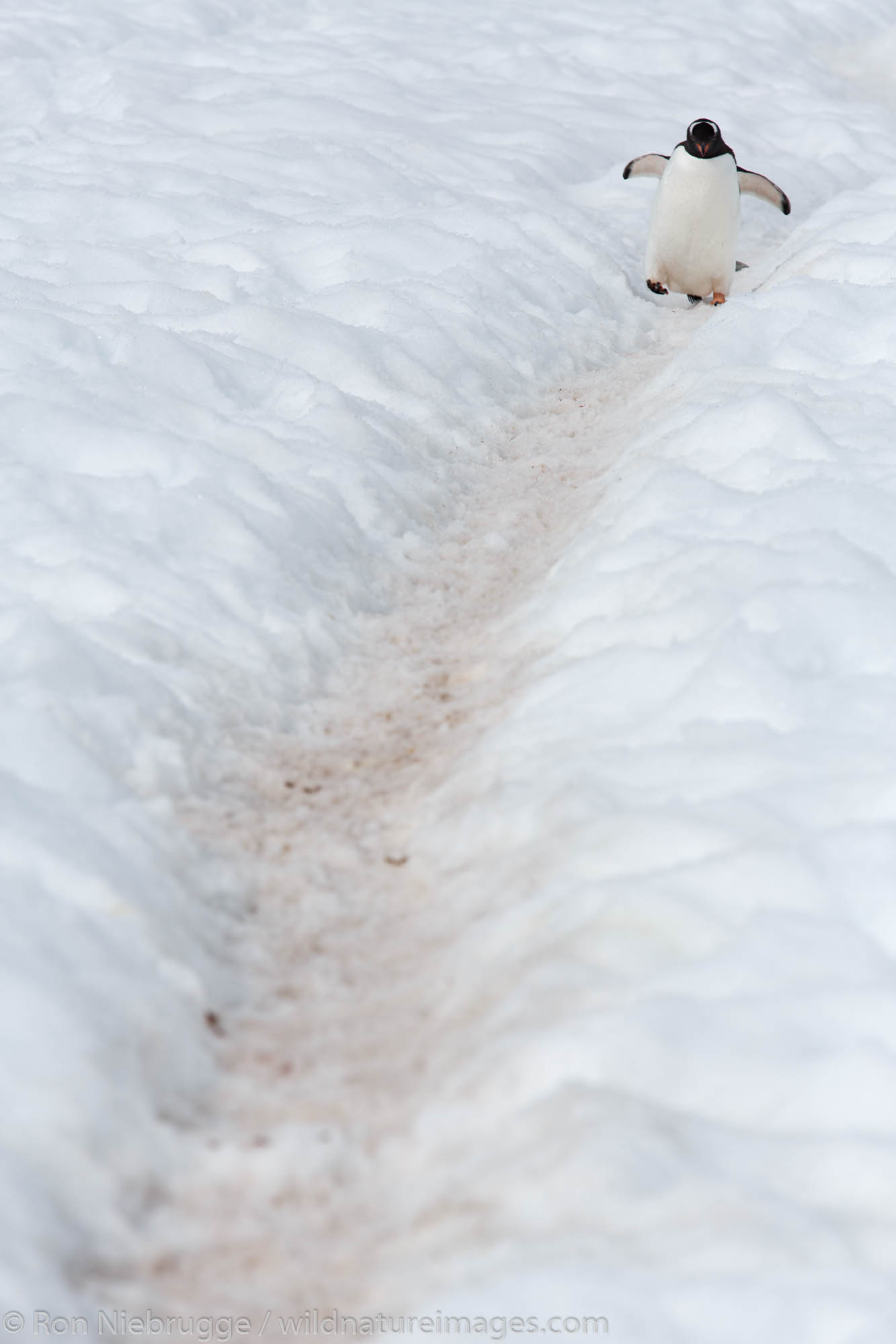 A Gentoo Penguin (Pygoscelis papua) on Cuverville Island, Antarctica.