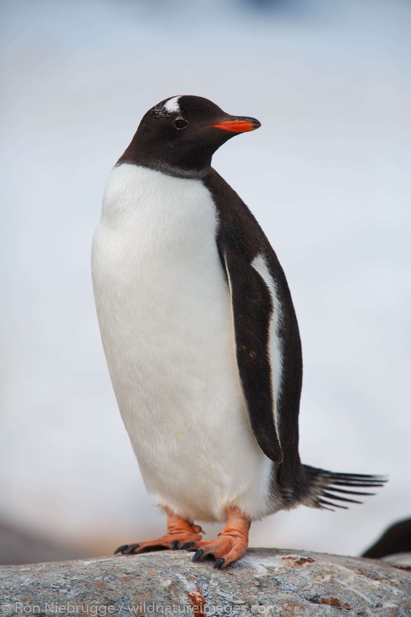 A Gentoo Penguin (Pygoscelis papua) on Cuverville Island, Antarctica.