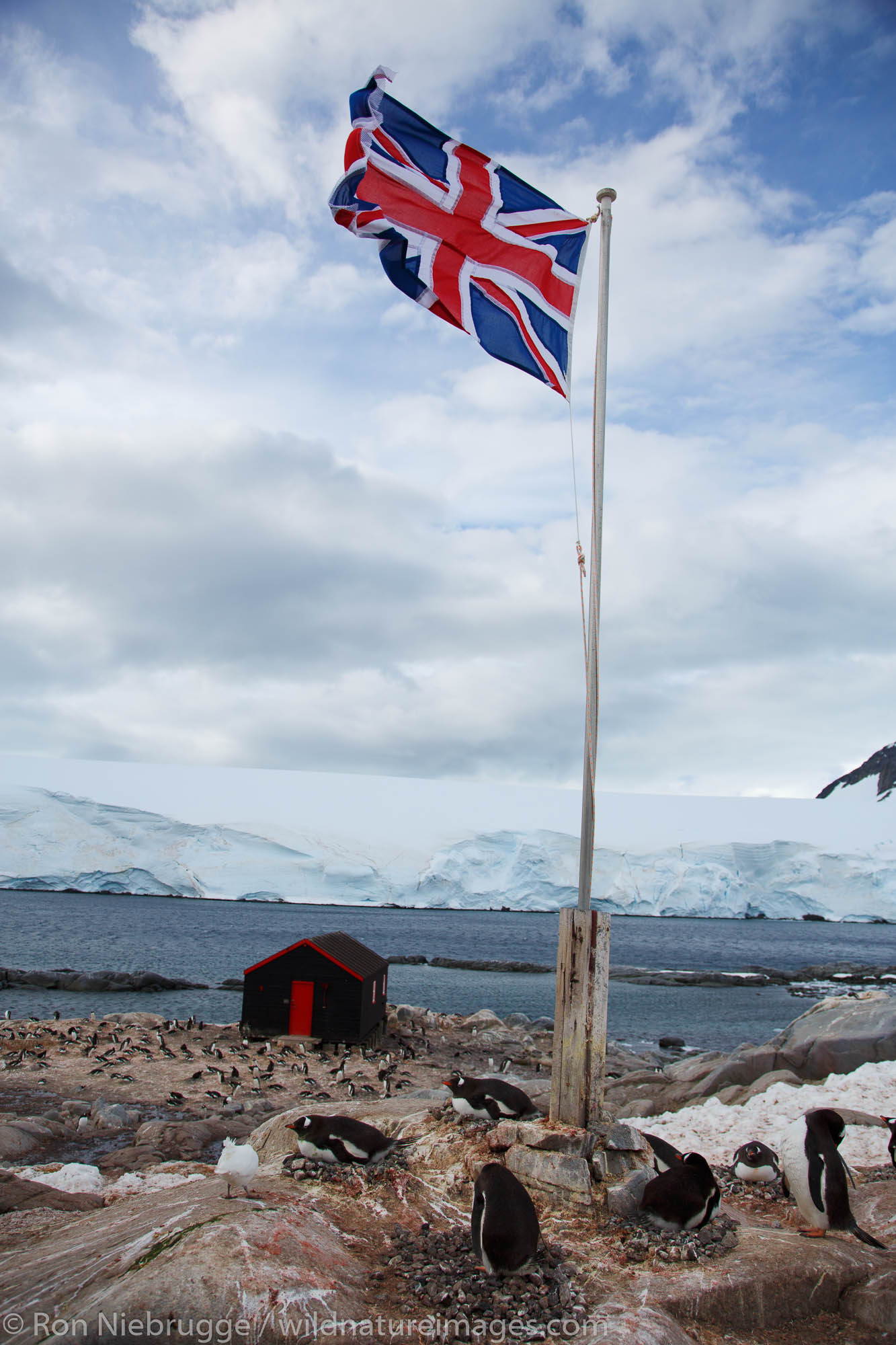 Gentoo penguins at the former British "Base A", now run by the Antarctic Heritage Trust, Port Lockroy, on Goudier Island, Antarctica...