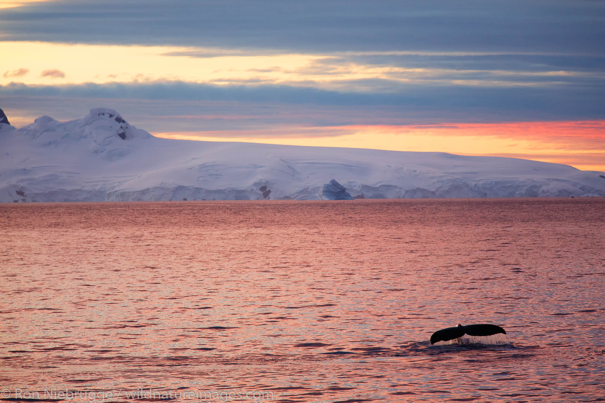 Humpback whale (Megaptera novaeangliae) at sunset / sunrise as we travel below the Antarctic Circle, Antarctica.