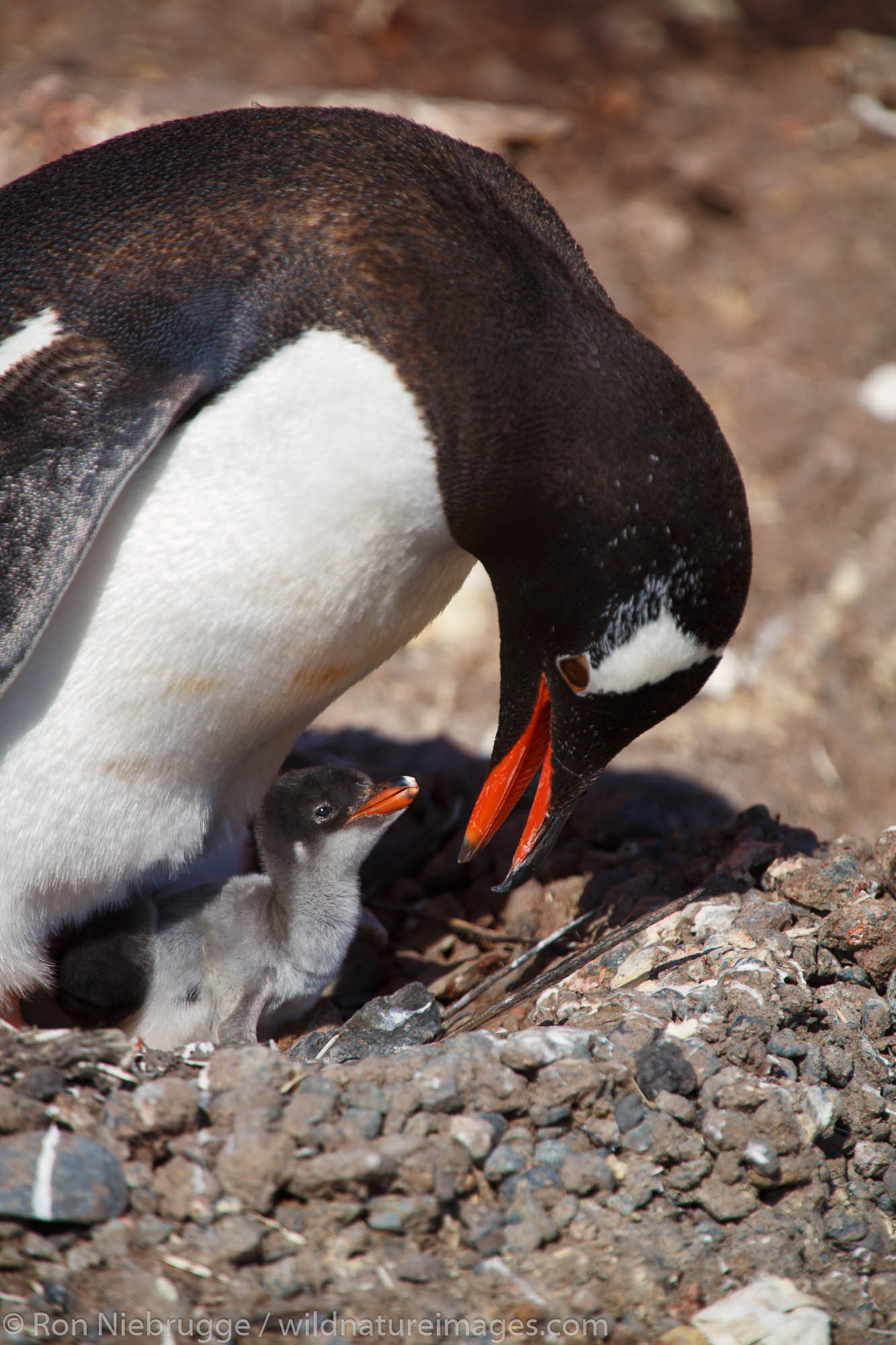 Gentoo Penguin (Pygoscelis papua) colony, Petermann Island, Antarctica.