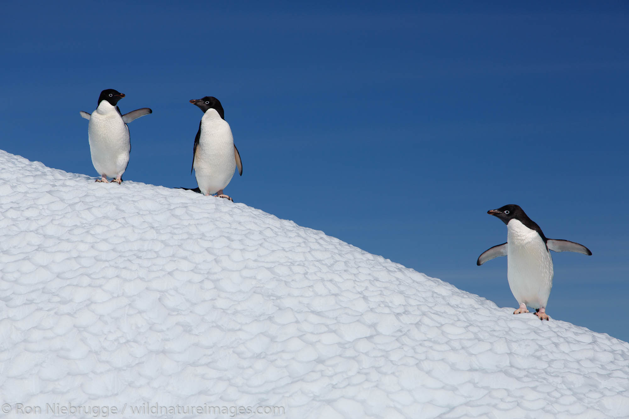 Adélie Penguin, (Pygoscelis adeliae), Petermann Island, Antarctica.