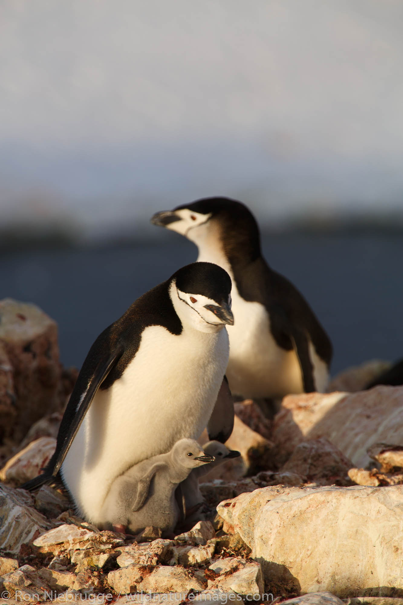 Gentoo Penguin, (Pygoscelis papua) and Chinstrap Penguin, (Pygoscelis antarctica) colony, Booth Island, Antarctica.