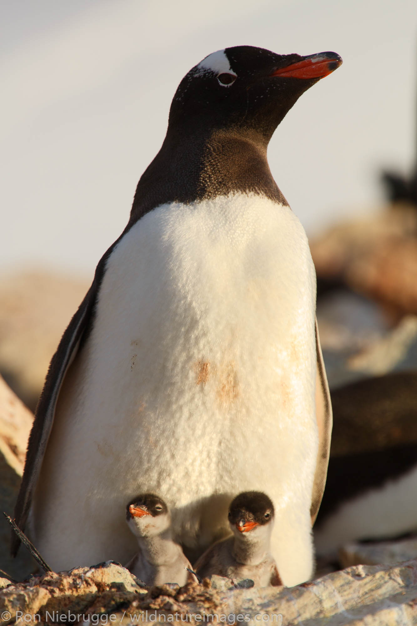 Gentoo Penguin, (Pygoscelis papua) colony, Booth Island, Antarctica.