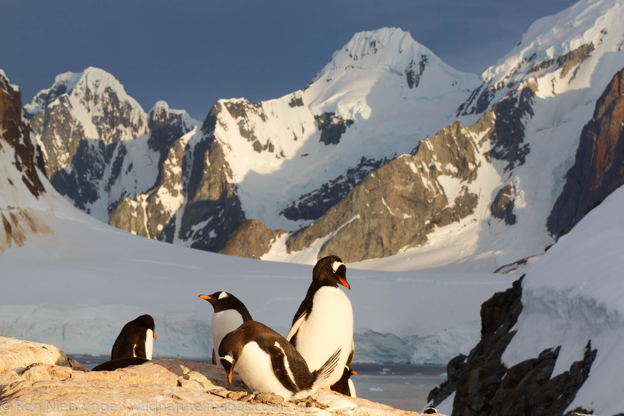 Gentoo Penguin, (Pygoscelis papua) colony, Booth Island, Antarctica.