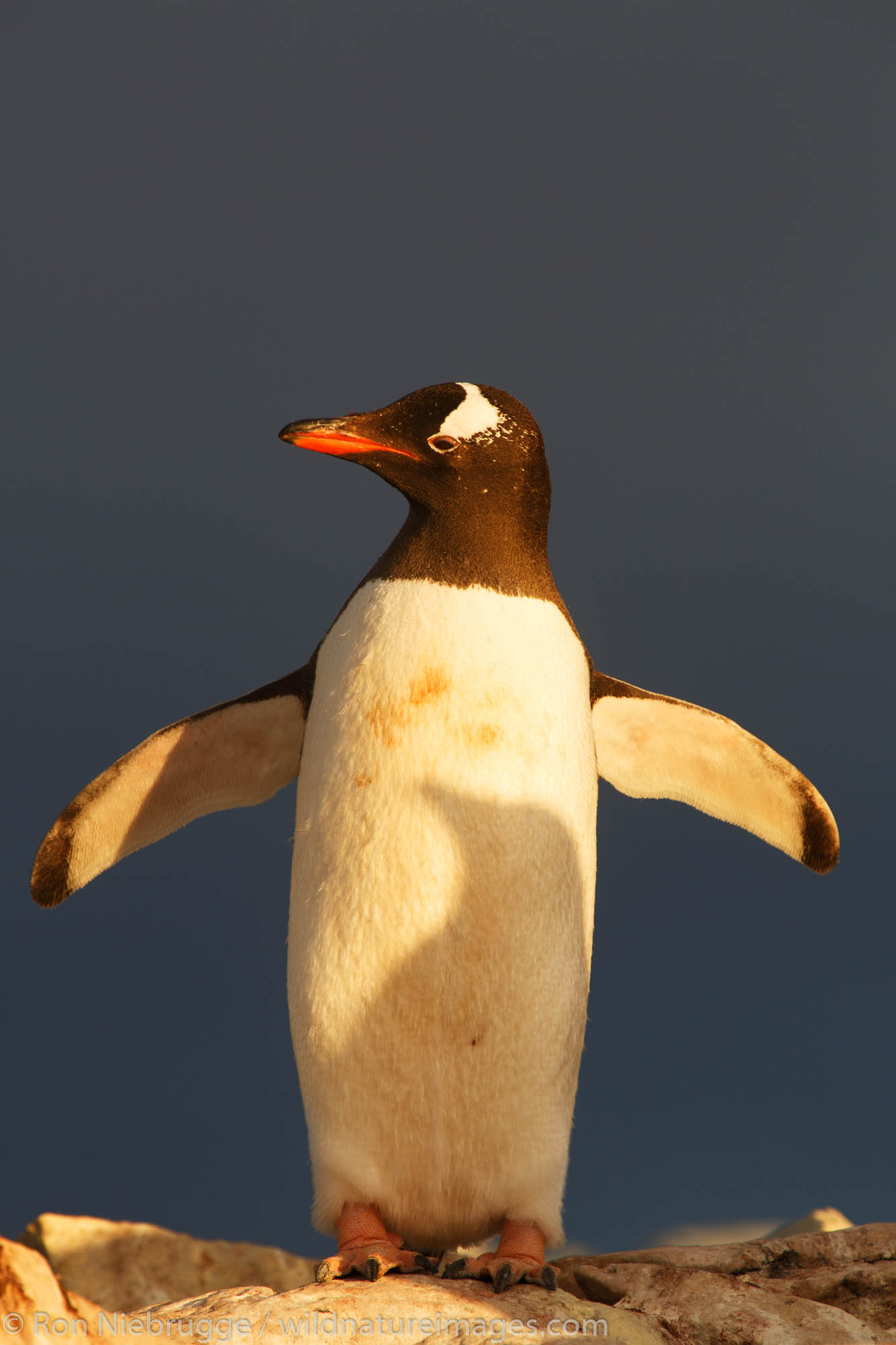 Gentoo Penguin, (Pygoscelis papua) colony, Booth Island, Antarctica.