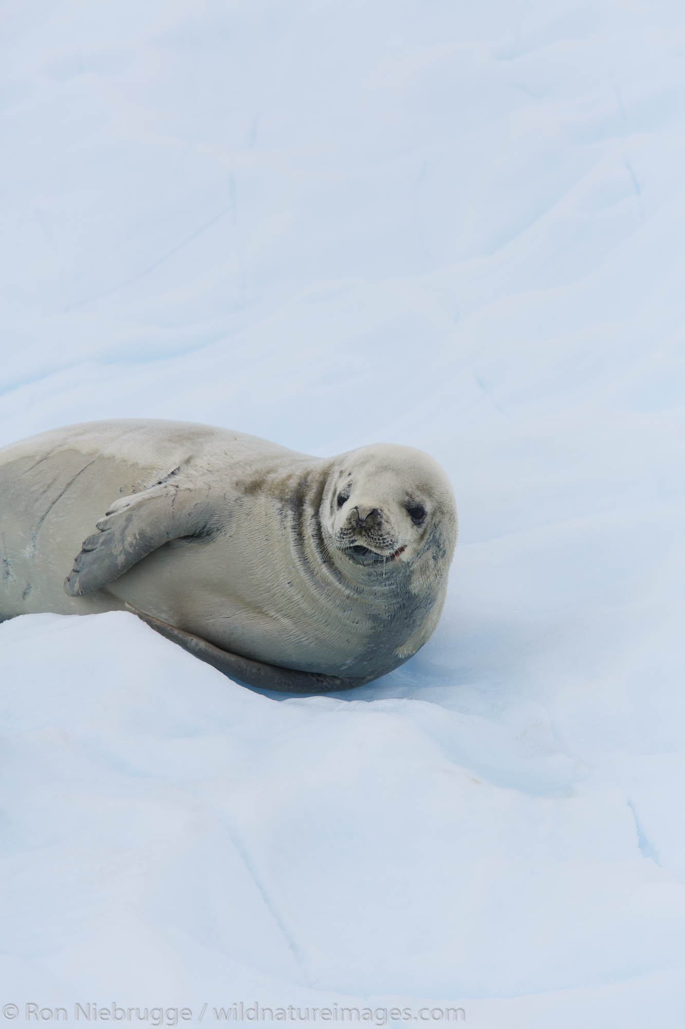 Crabeater seal, (Lobodon carcinophagus) on icebergs in Paradise Bay, Antarctica.