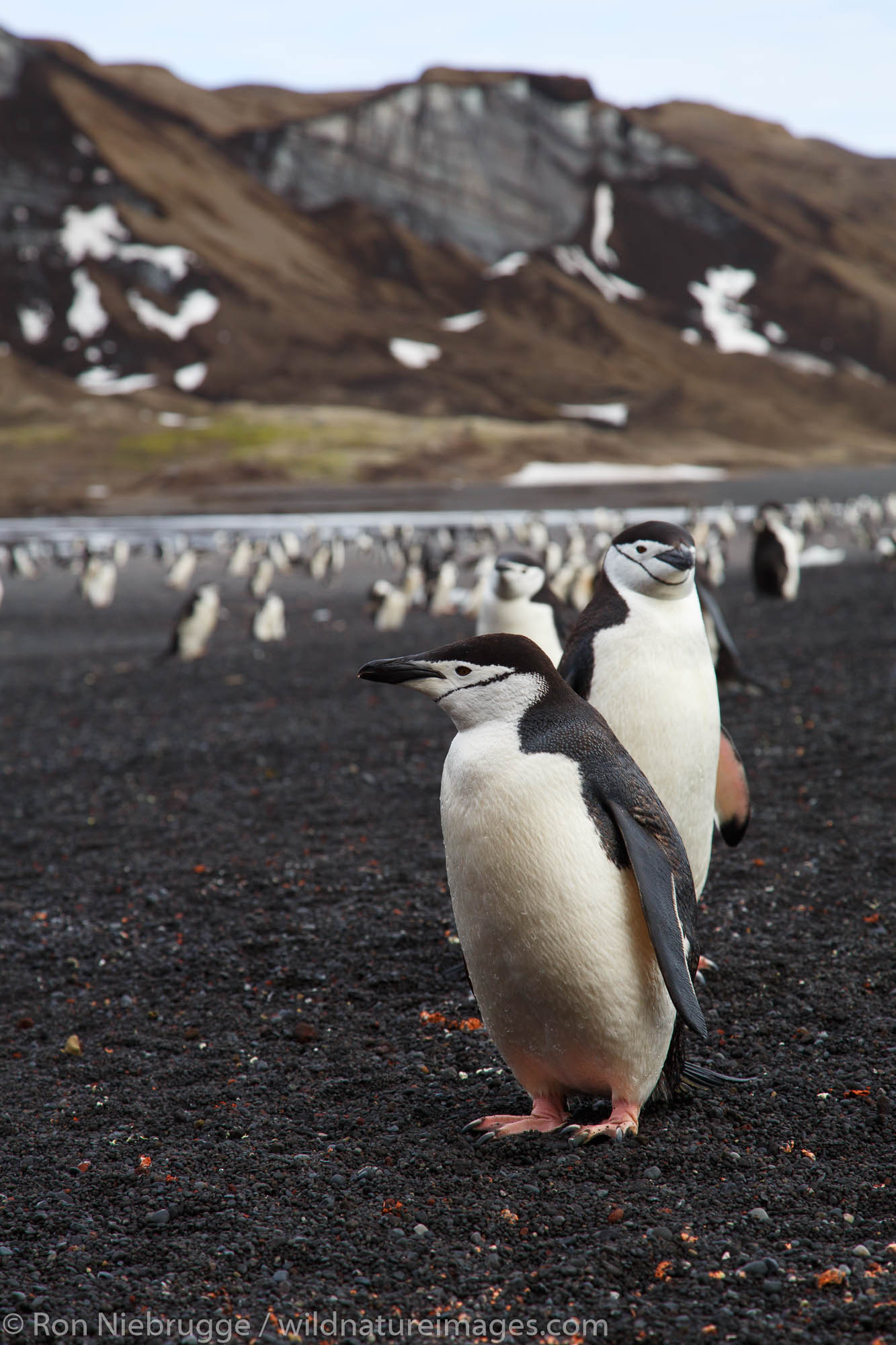 Chinstrap Penguin (Pygoscelis antarctica) colony, Baily Head, Deception Island, Antarctica.